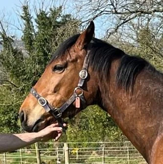 Nathaniel ex Isabella Glyn.JPG