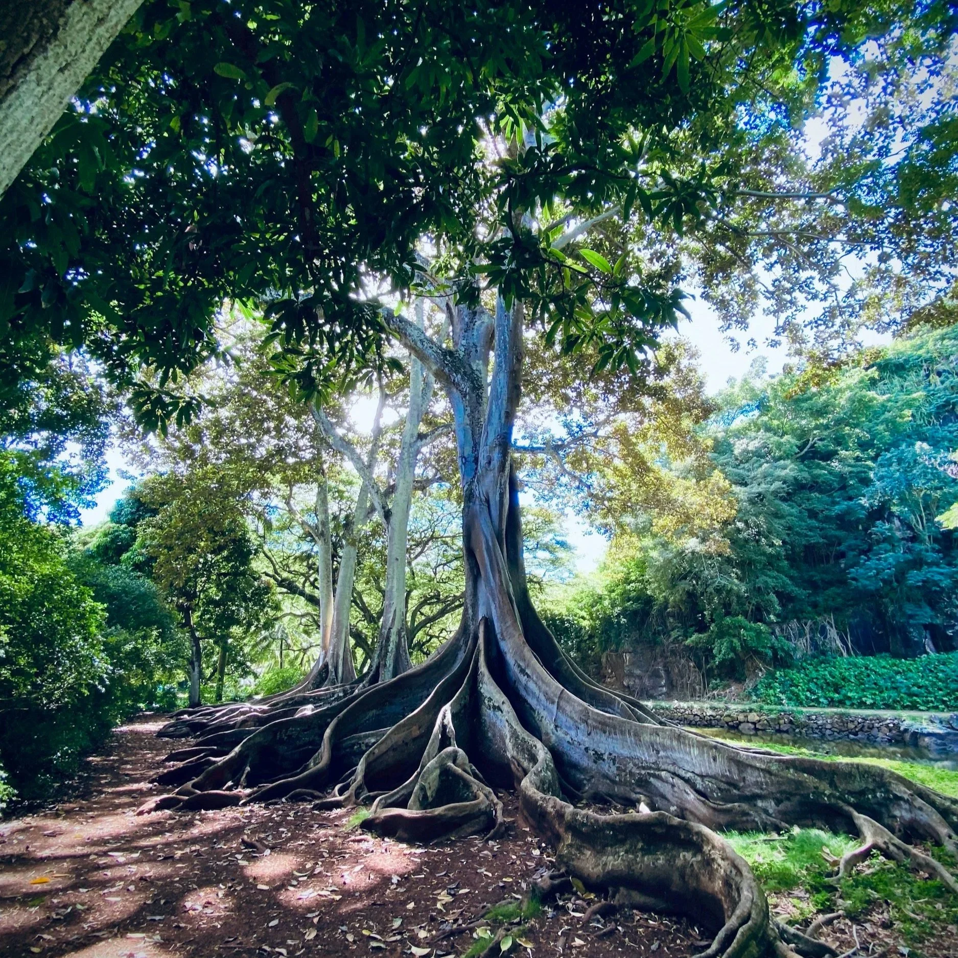 The Gut–Brain Connection