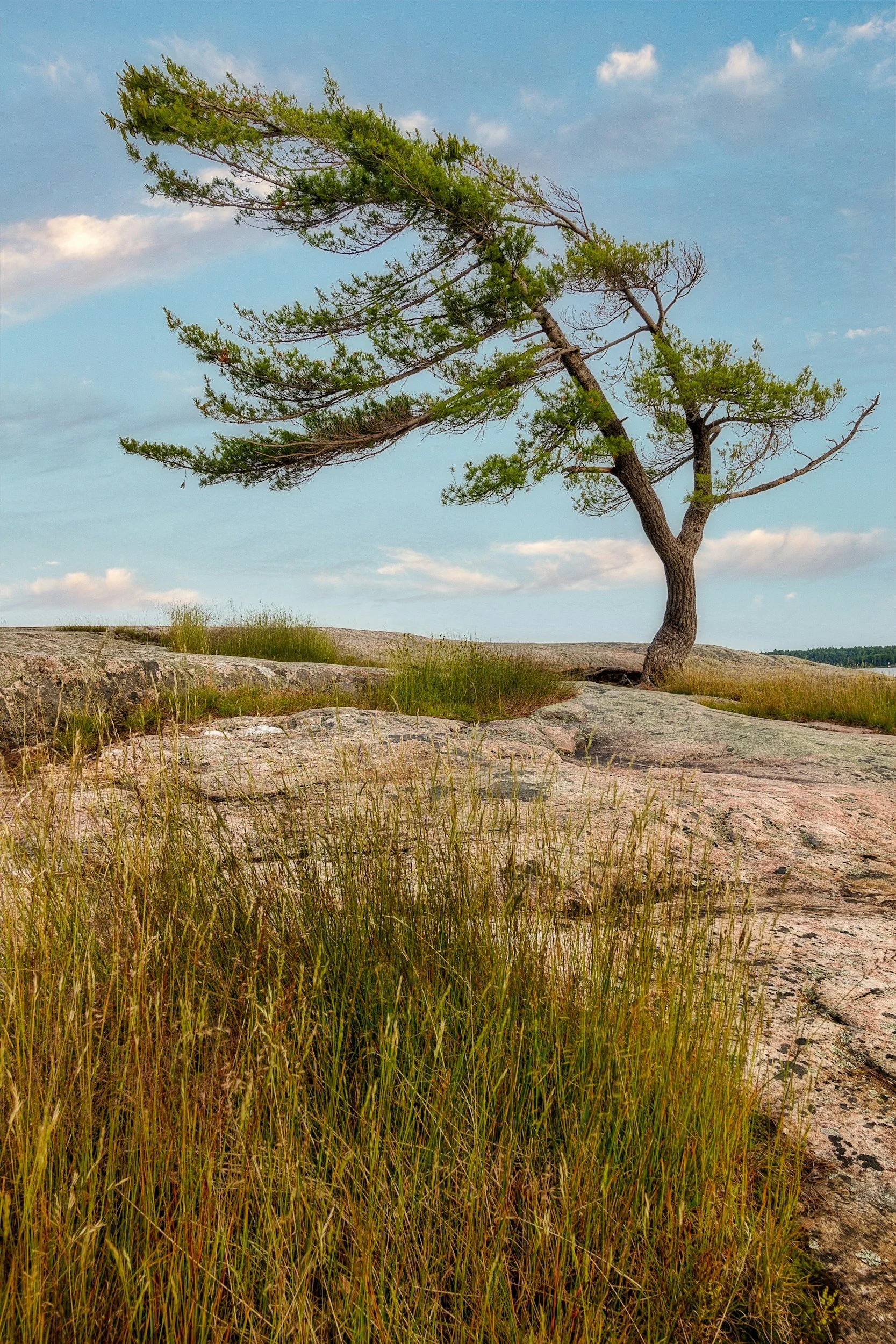 The Ground Beneath - Why digestion collapses under emotional load