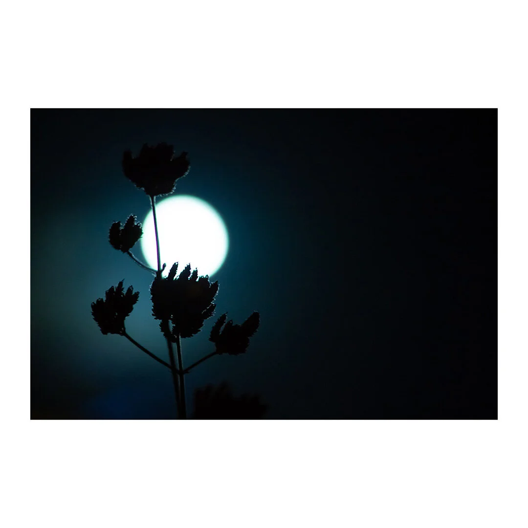 Moonflower