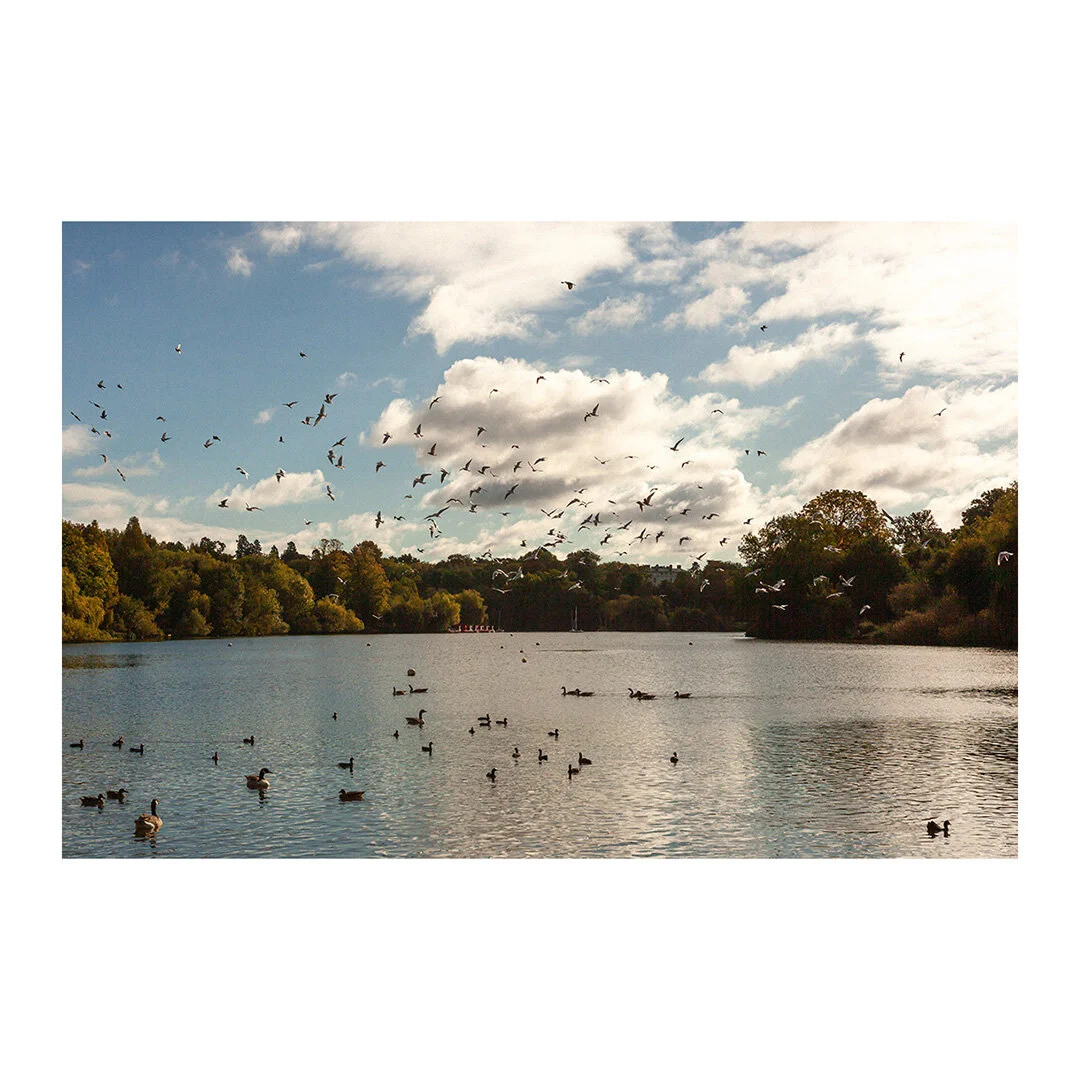 Flock