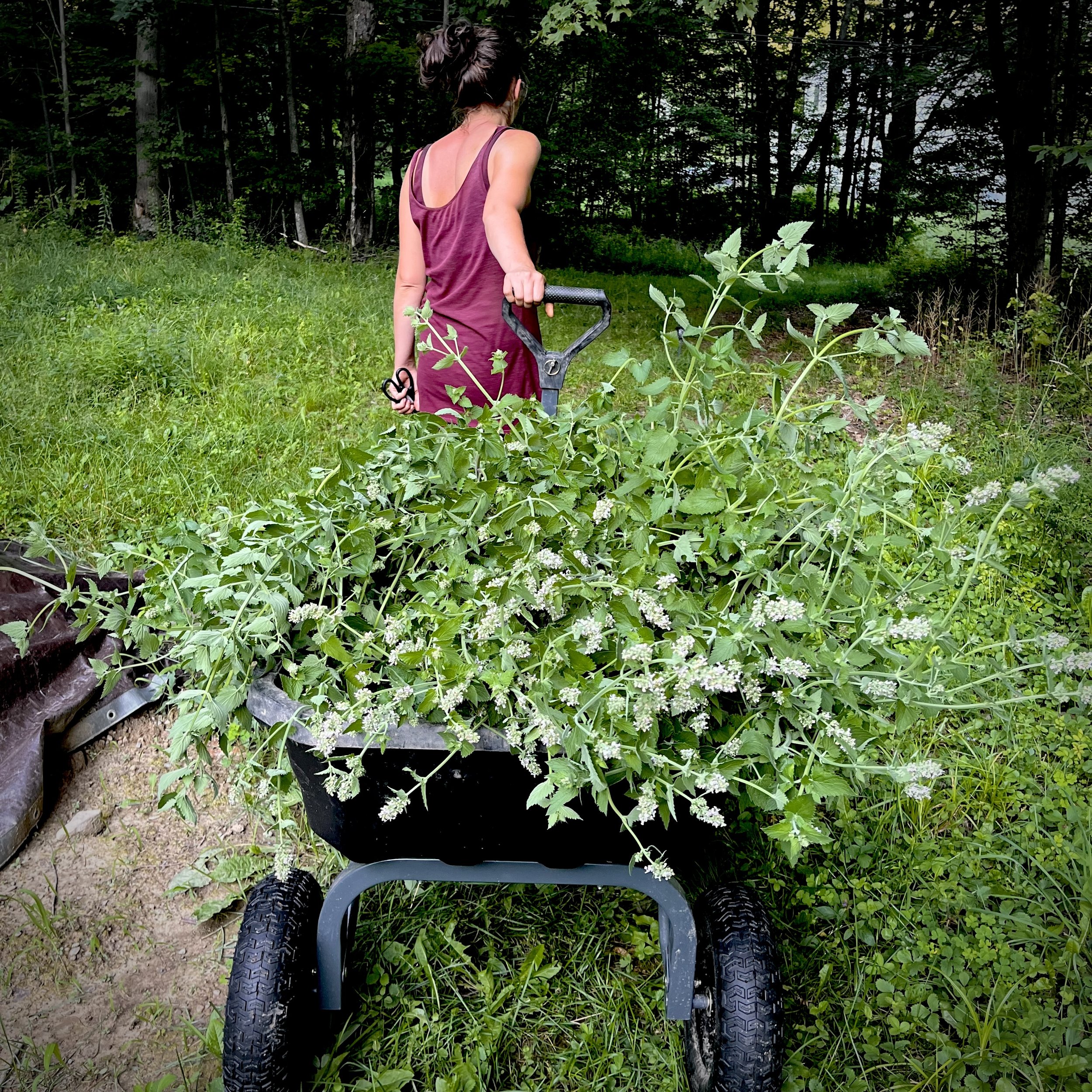 catnip harvest.jpg