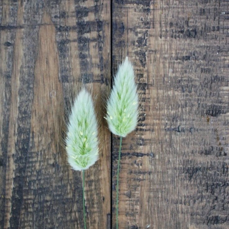 Bunny Tails Grass