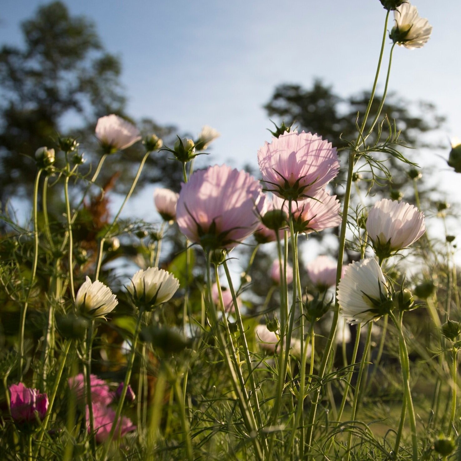 Cosmos, Cupcake Blush