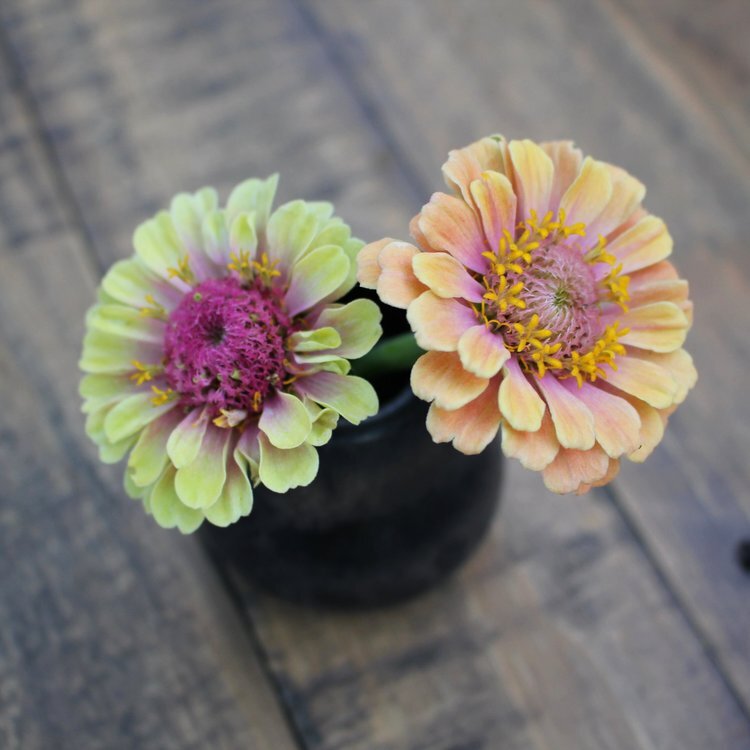 Zinnias, Queen Lime with Blush