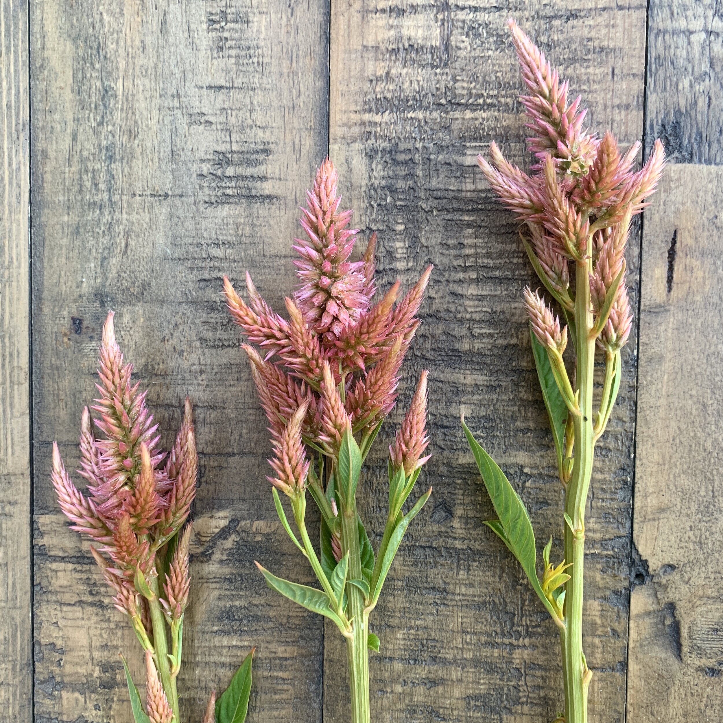 Celosia, Terracotta