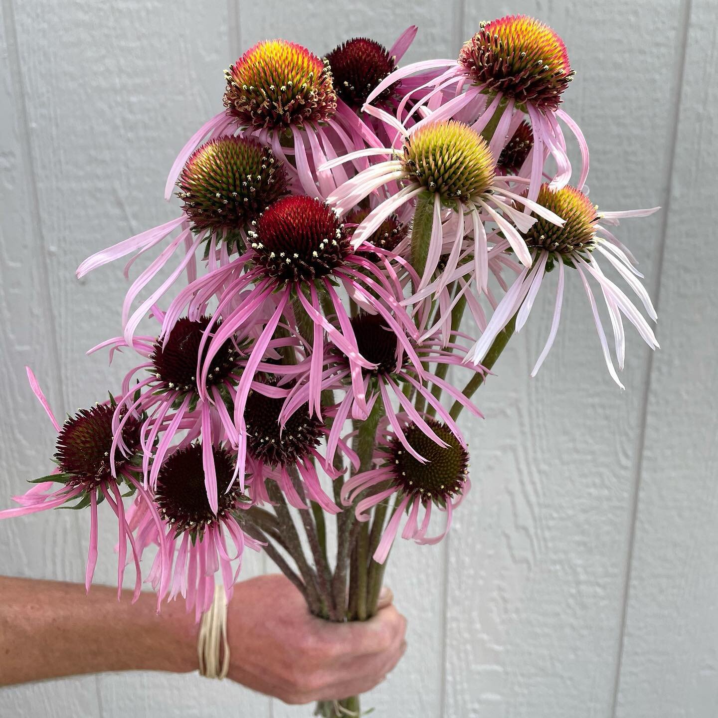 Echinacea pallida
The only fireworks we need 🎇