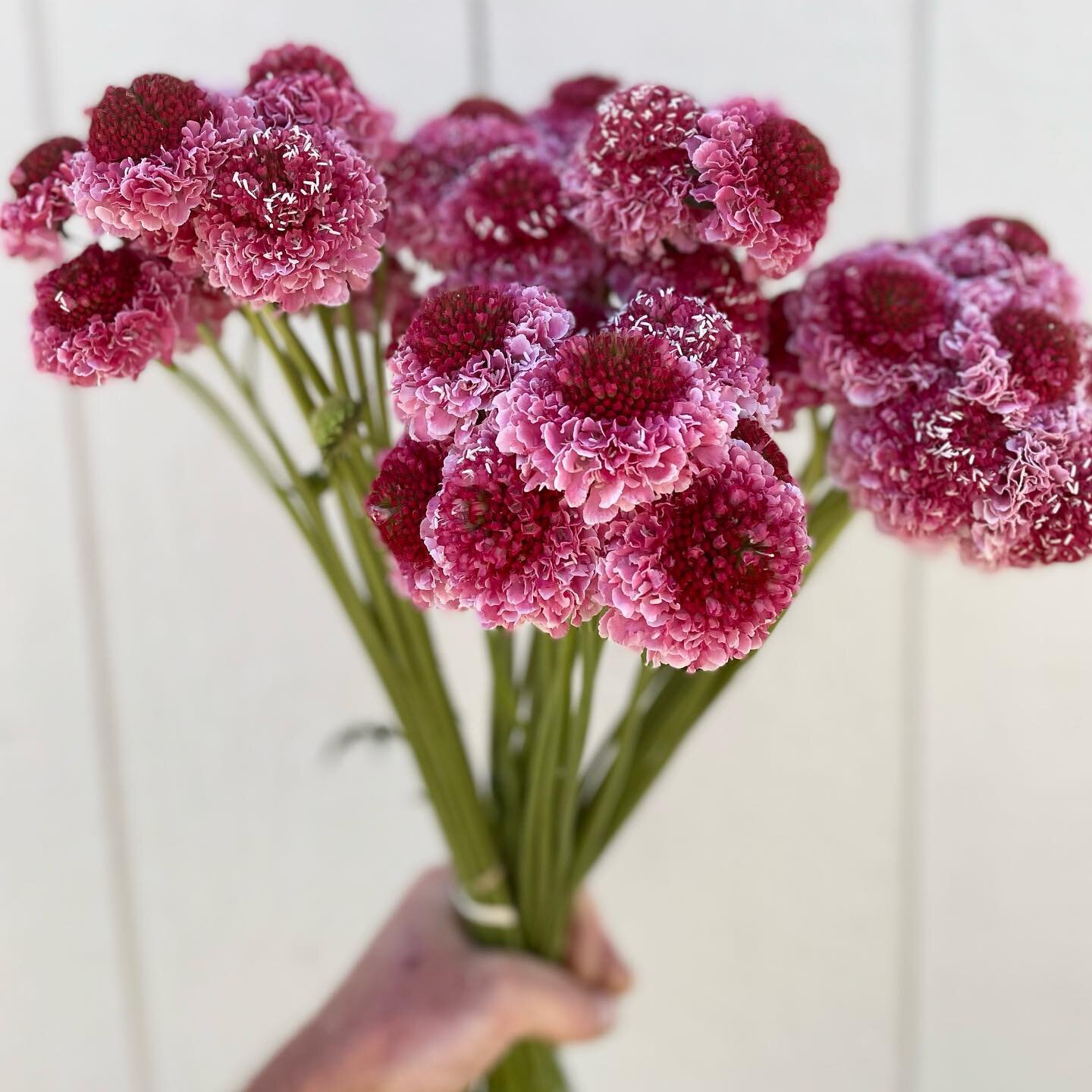 This is our first season growing these Marshmallow Scoop scabiosa. Larger blooms, thicker stems, and incredible color range with this series!
-
We kinda went wild with scabiosa this year. Perennials Alba and Butterfly Blue kicked off the early season