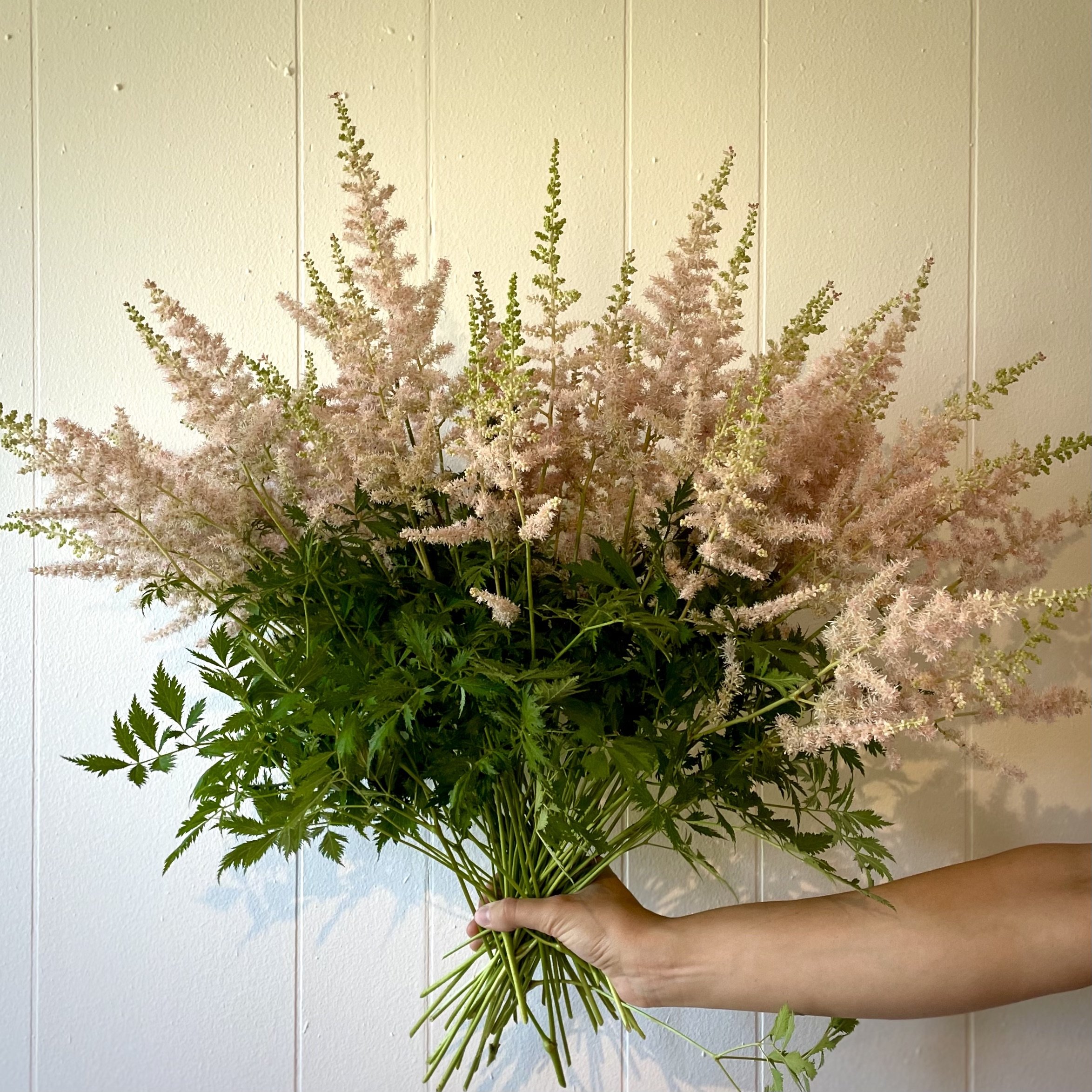 Astilbe