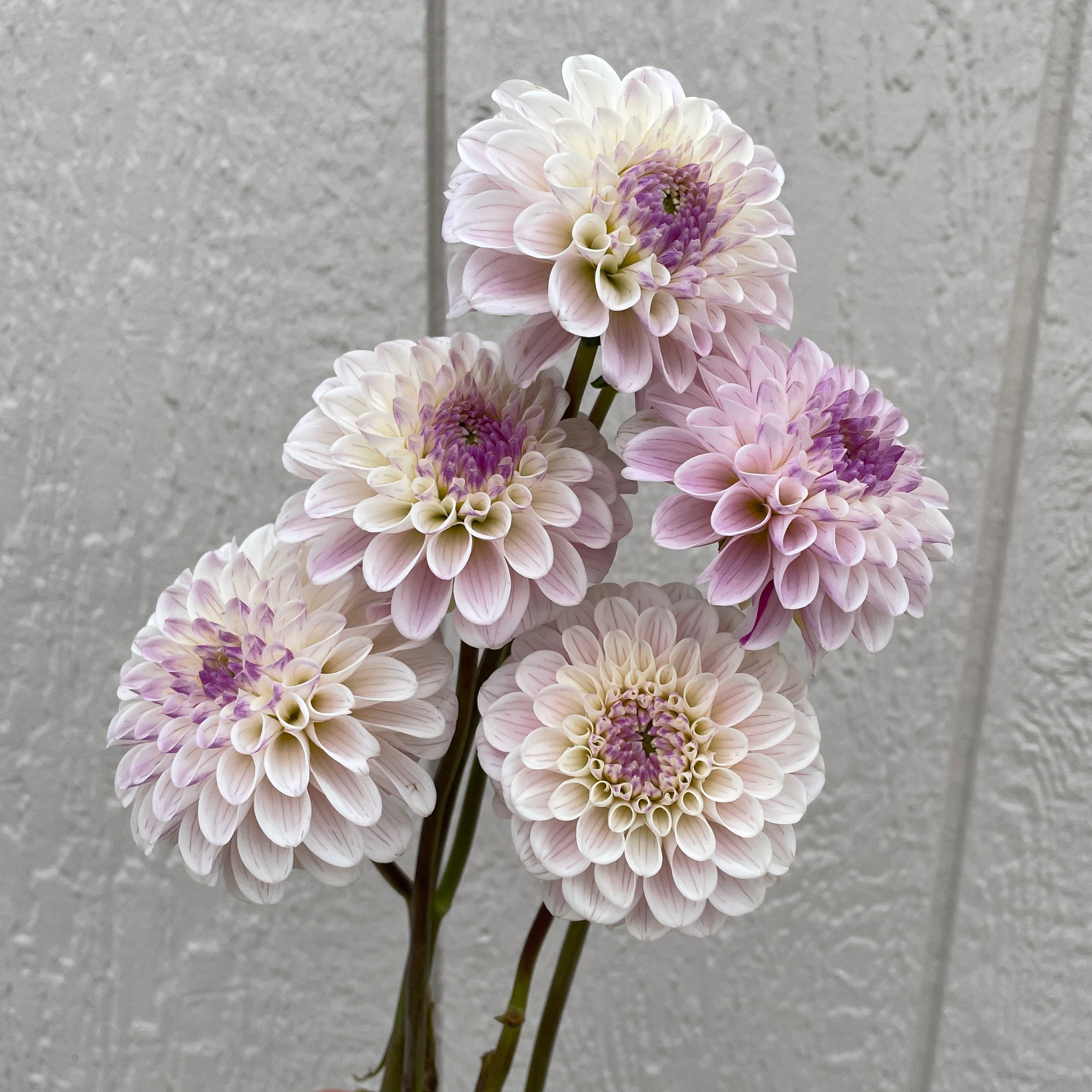 Dahlias, Lavender