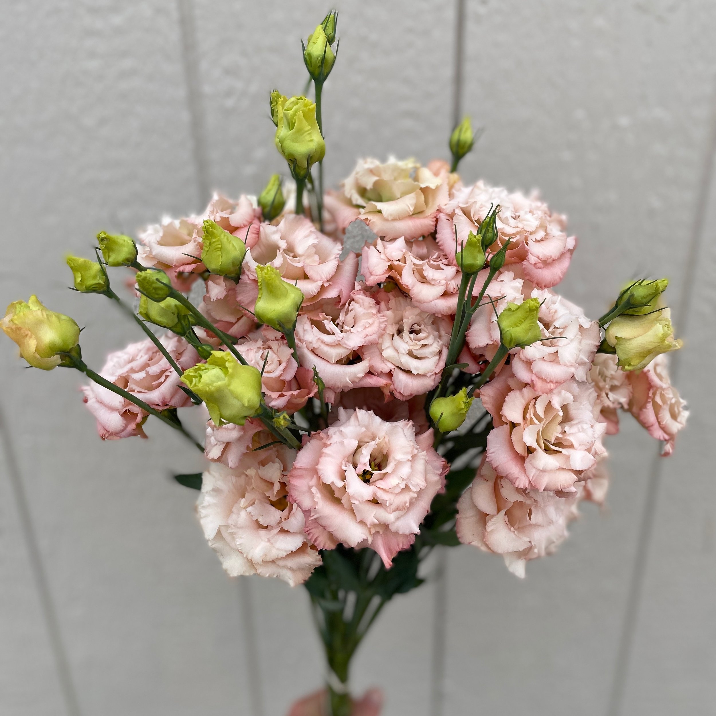 Lisianthus, Voyage Light Apricot