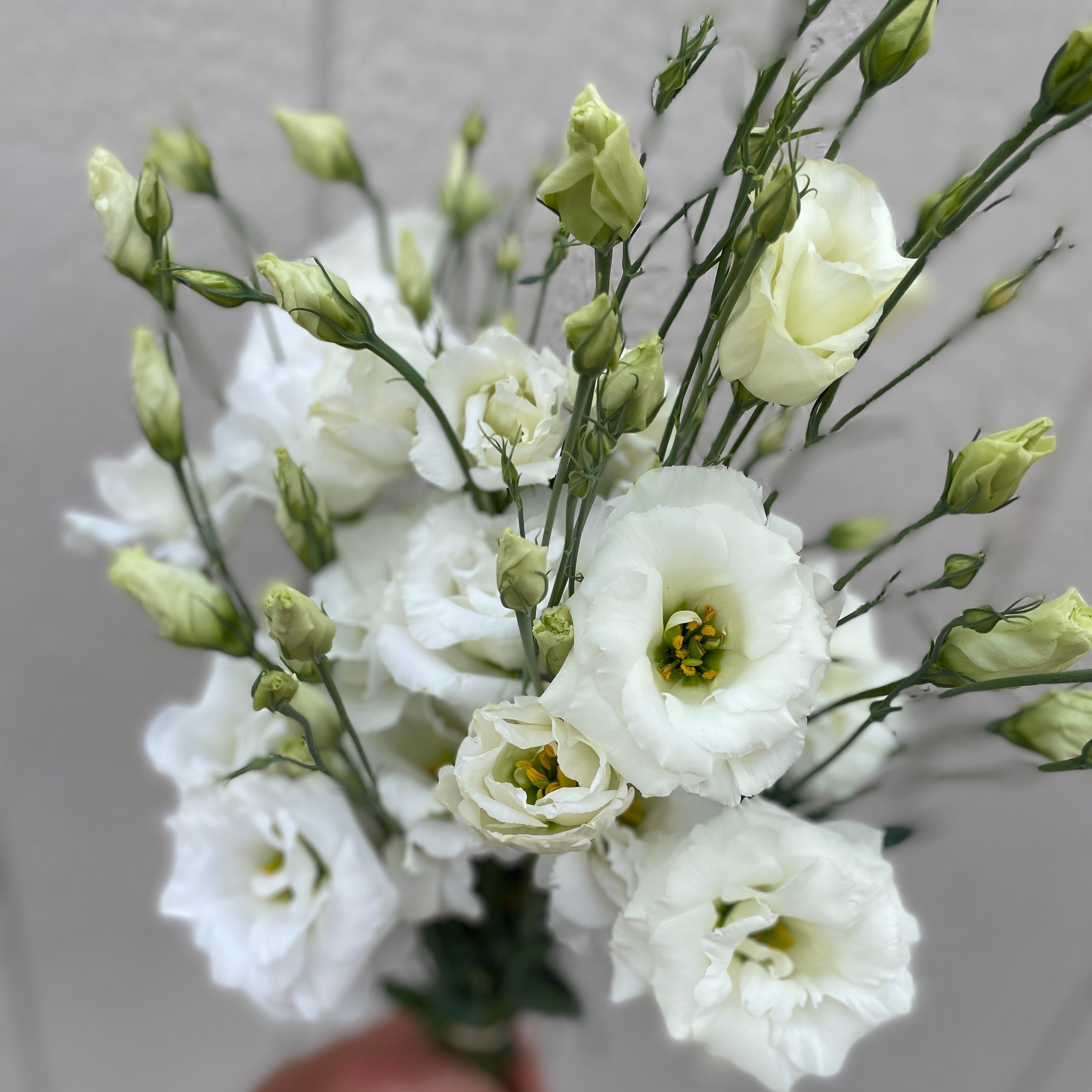 Flowers of the moment gallery page — Little Hollow Flowers