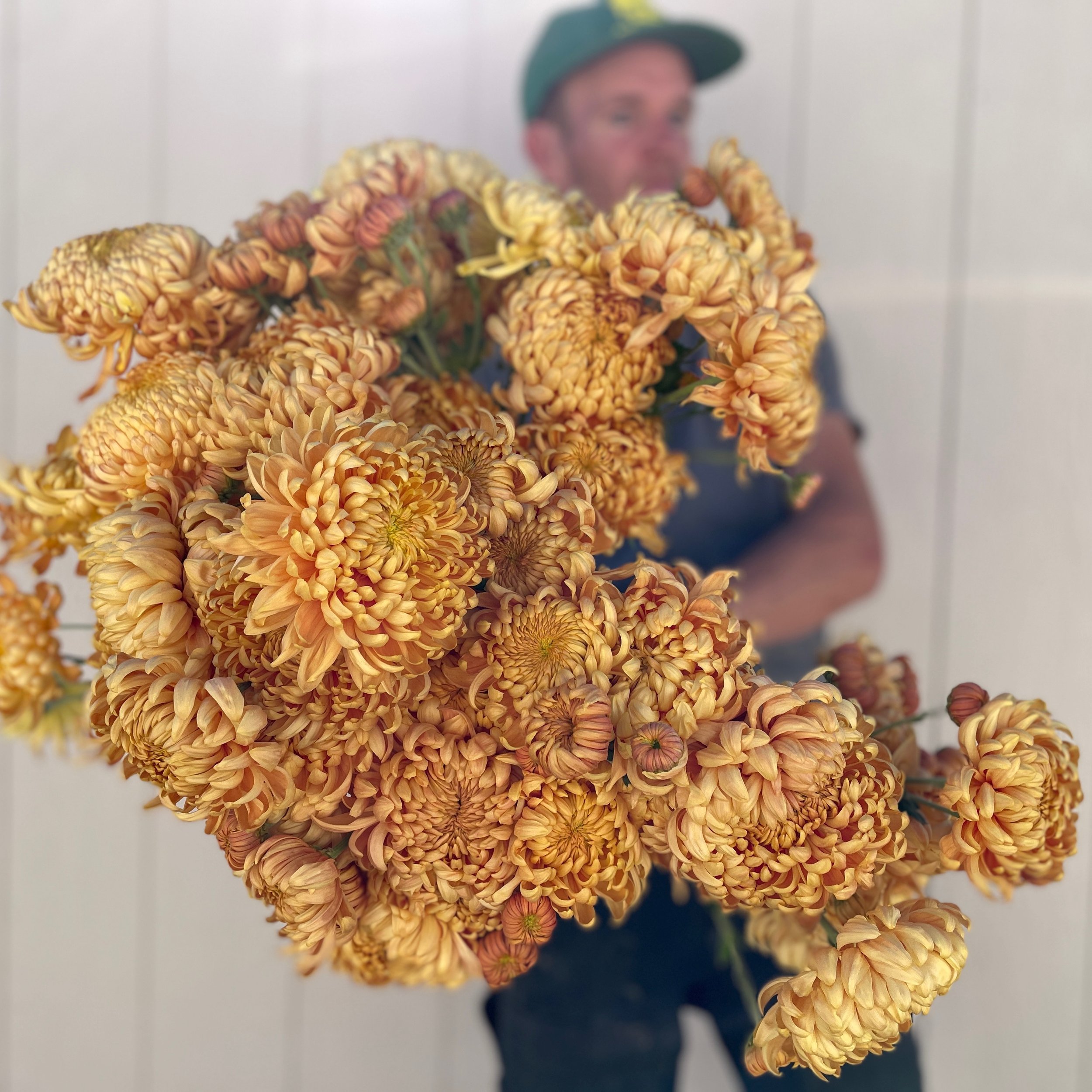Heirloom Chrysanthemum