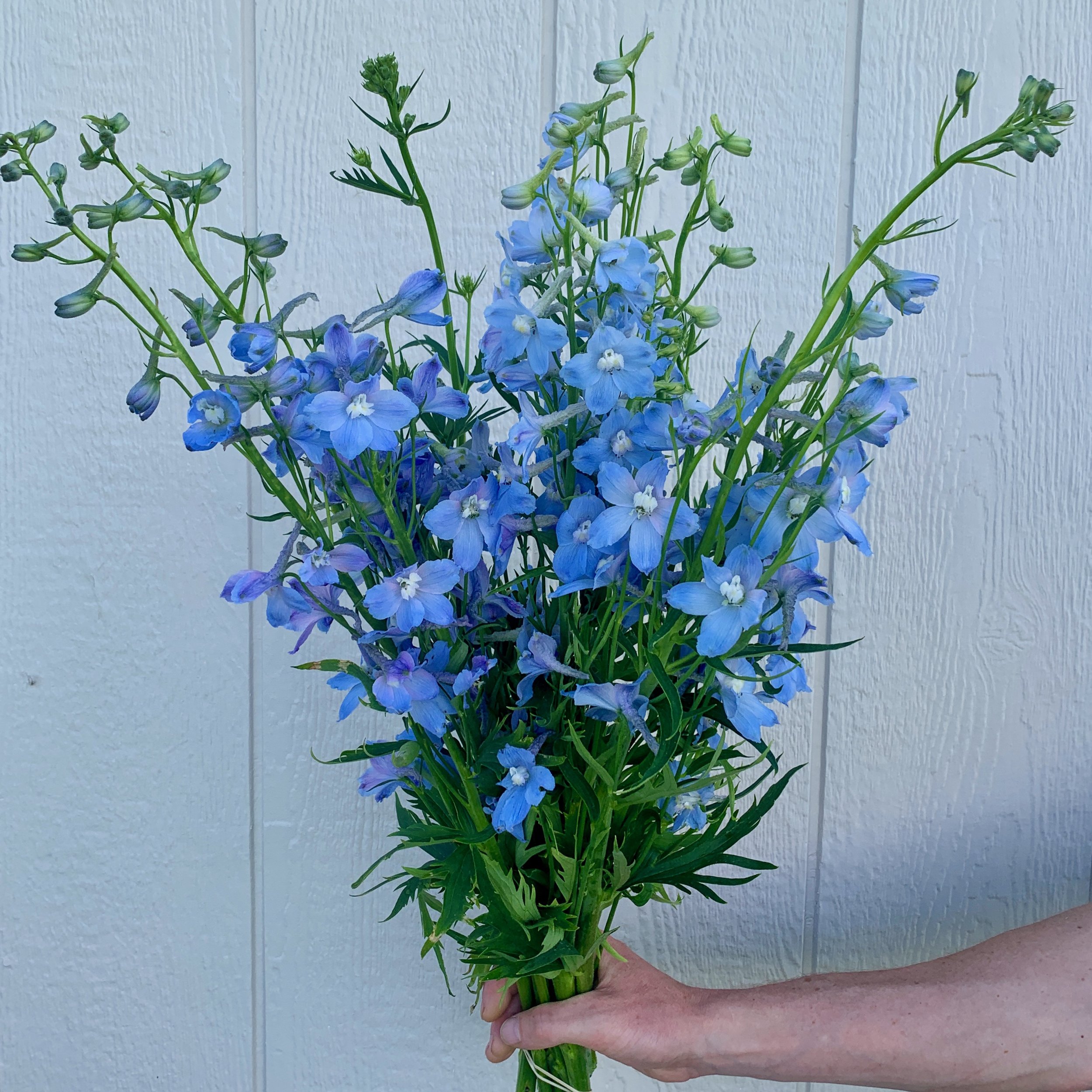 Delphinium, Clivedon Beauty