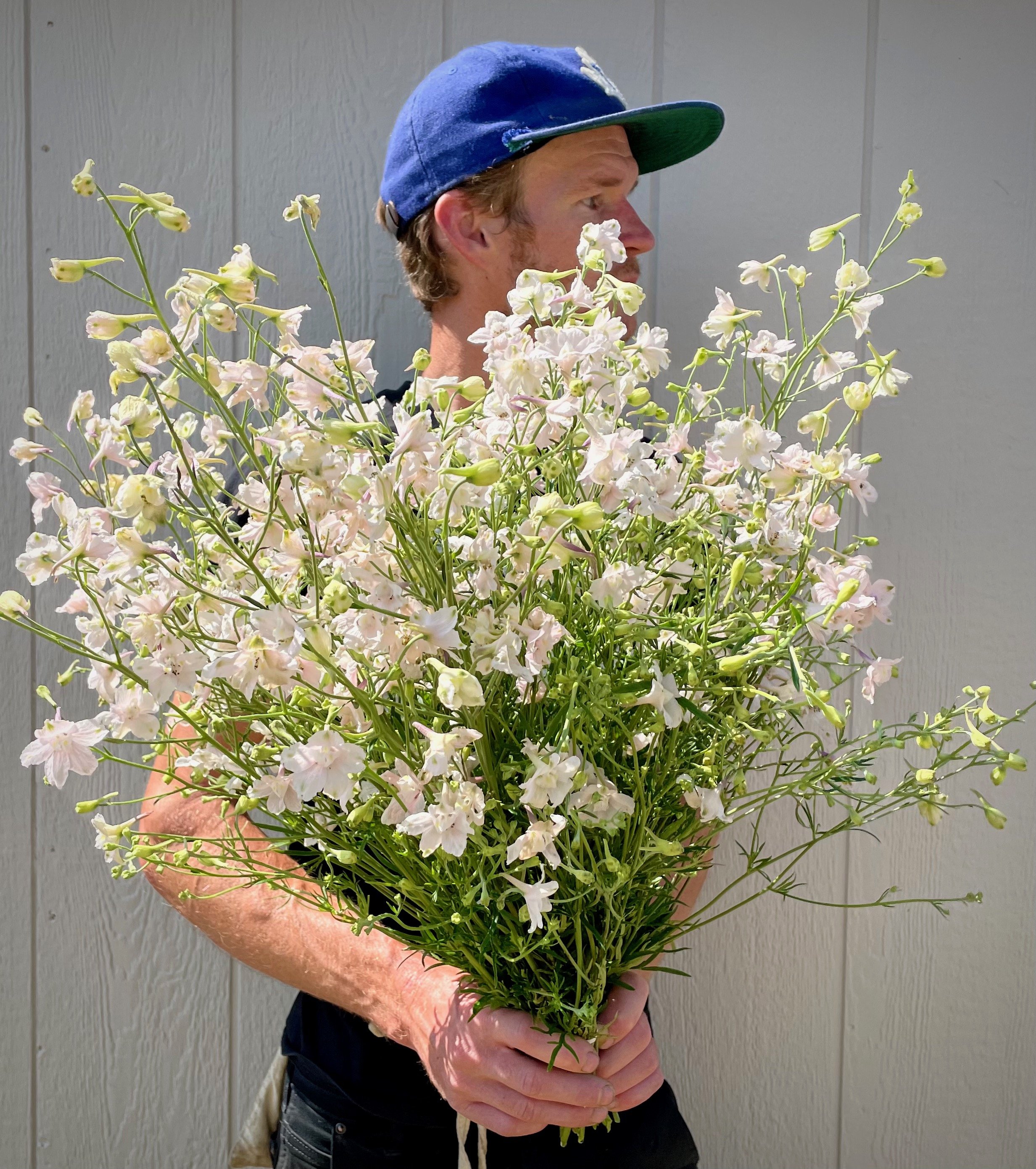 Delphinium, Light Pink