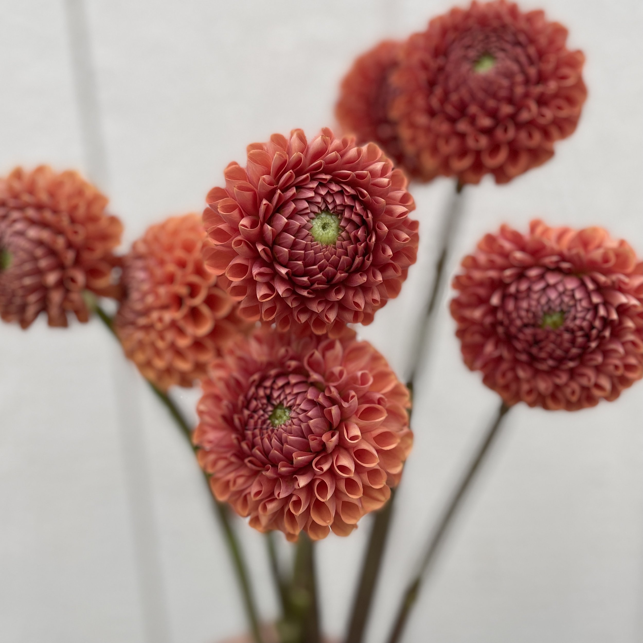 Dahlias, Bronze