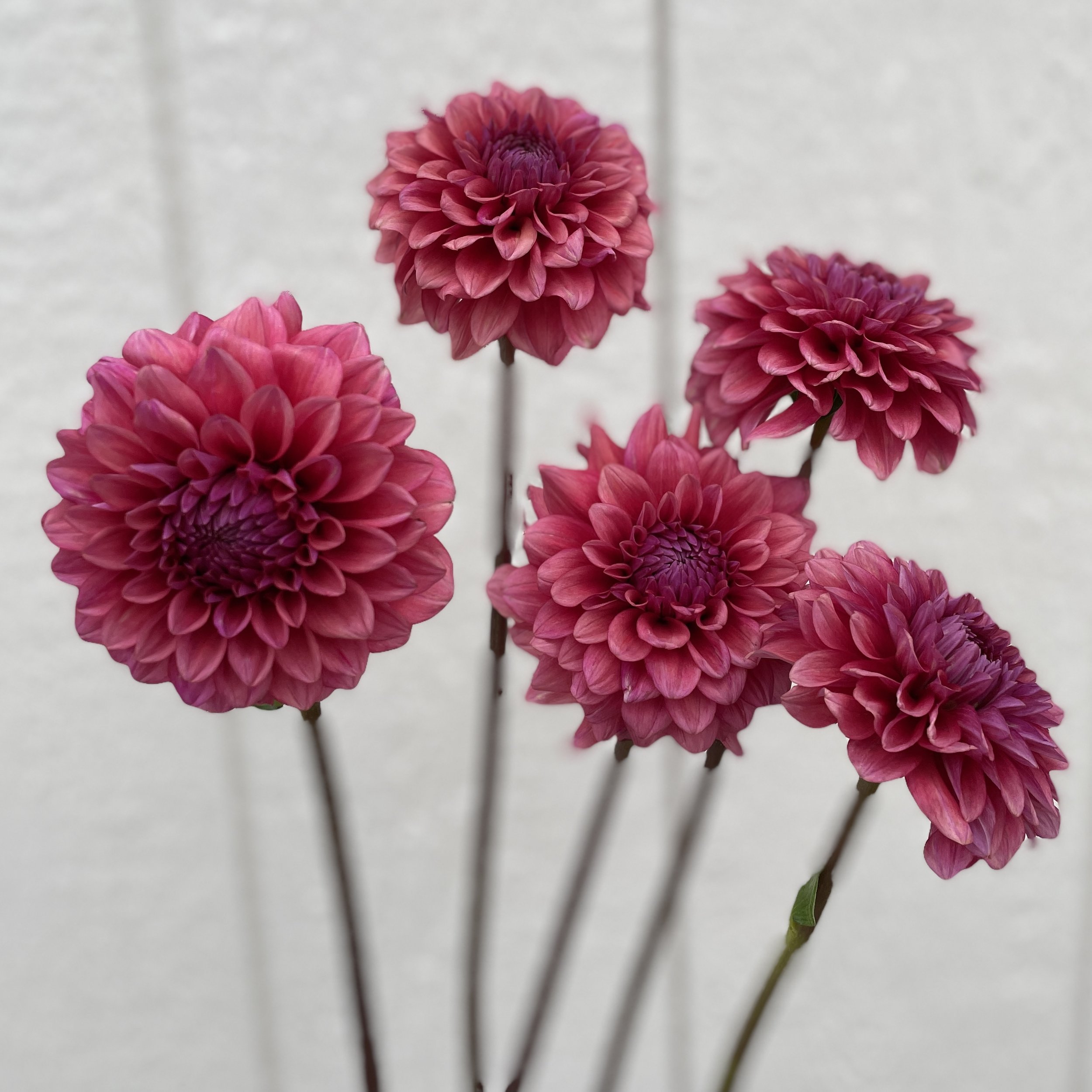 Dahlia, Raspberry