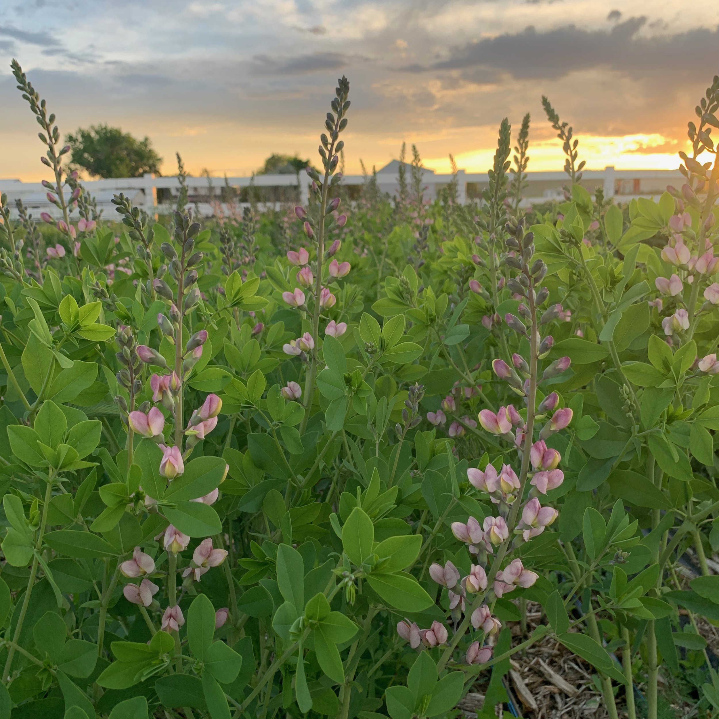 Baptisia, Pink Truffles