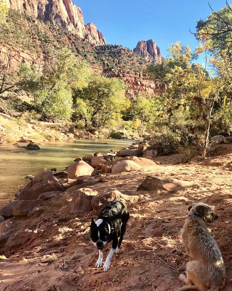 are dogs allowed in angels park zion national park