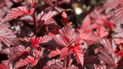 Screenshot 2025-08-27 5.05.26 PM.png (Copy)