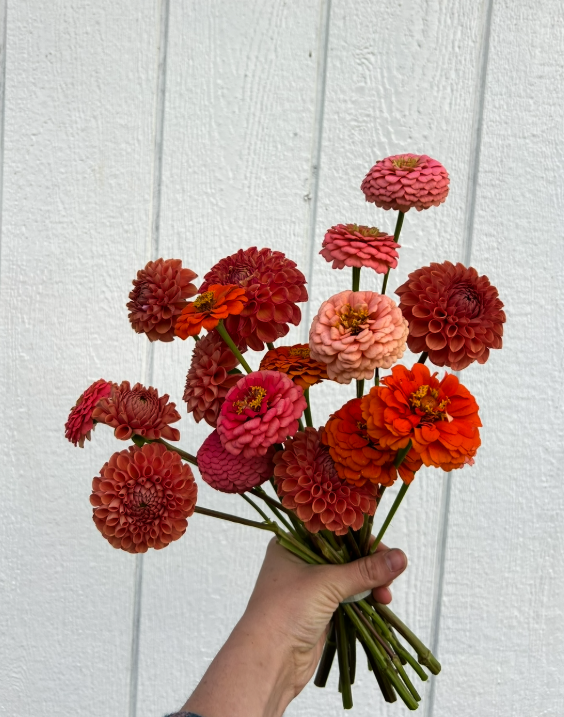 Screenshot 2026-03-07 11.00.51 AM.png