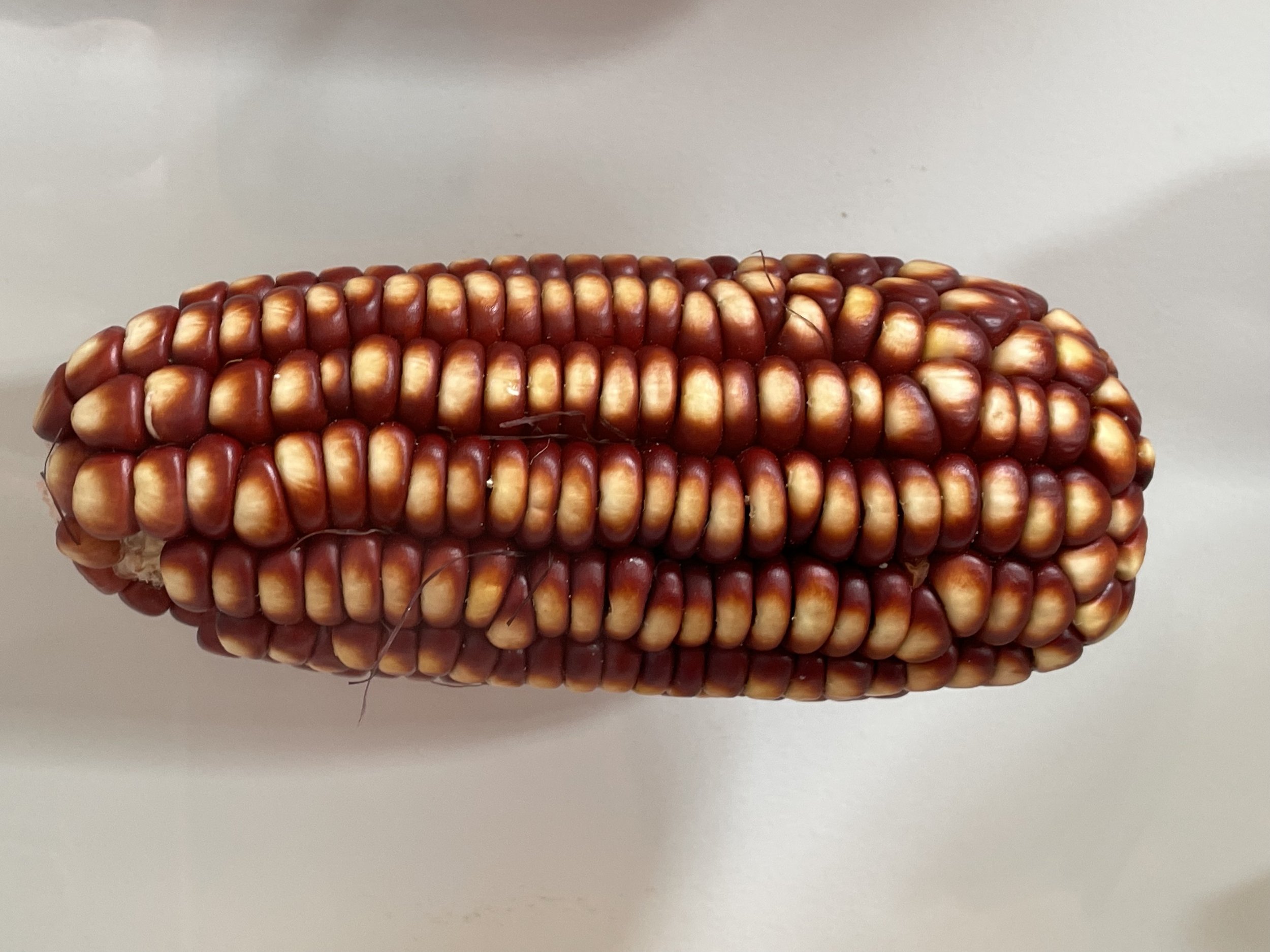MEXICAN CORN.jpg