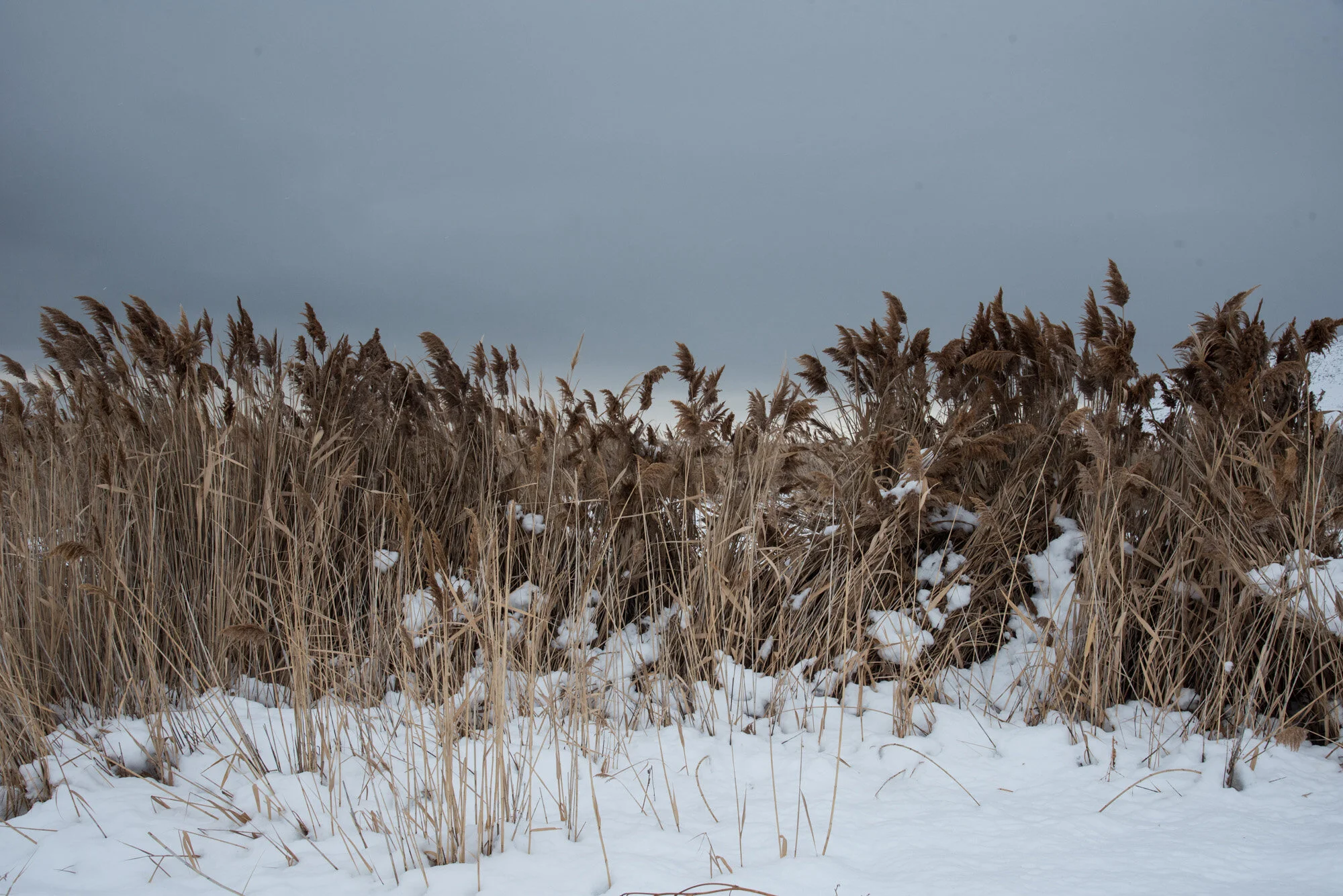 Threshold To Living: Composing a Desert Winter
