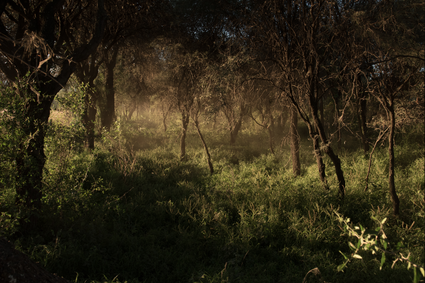 Screen Shot 2020-05-09 at 1.37.22 PM.png