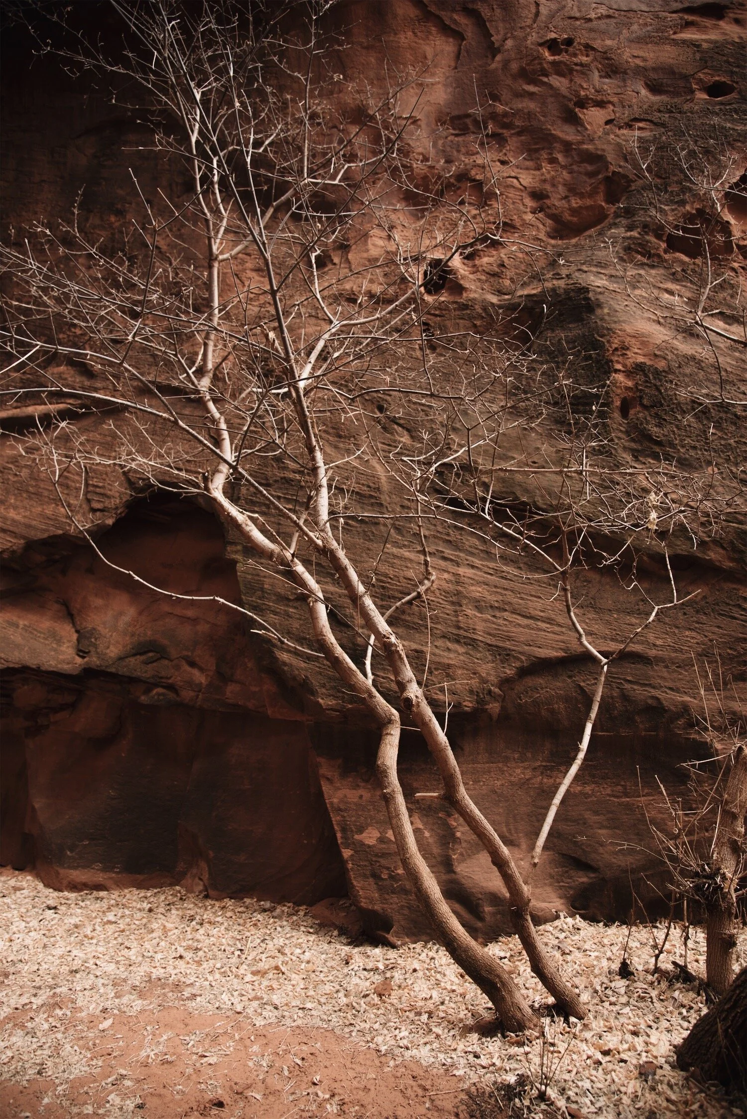 Boulder RedRock Canyon & Trees Winter 2018.jpeg