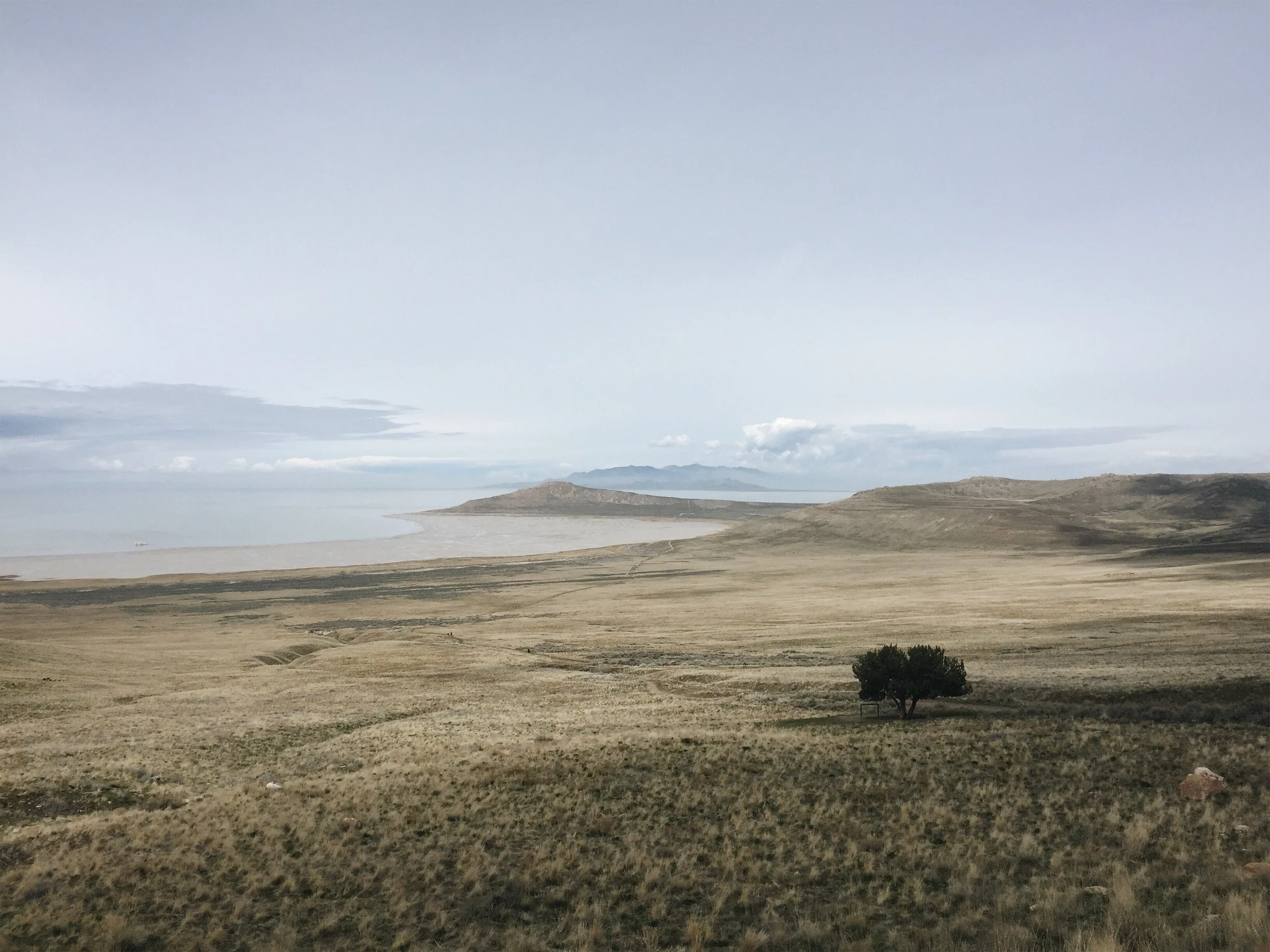 Antelope Island Tree 2 Spring 2019.jpeg