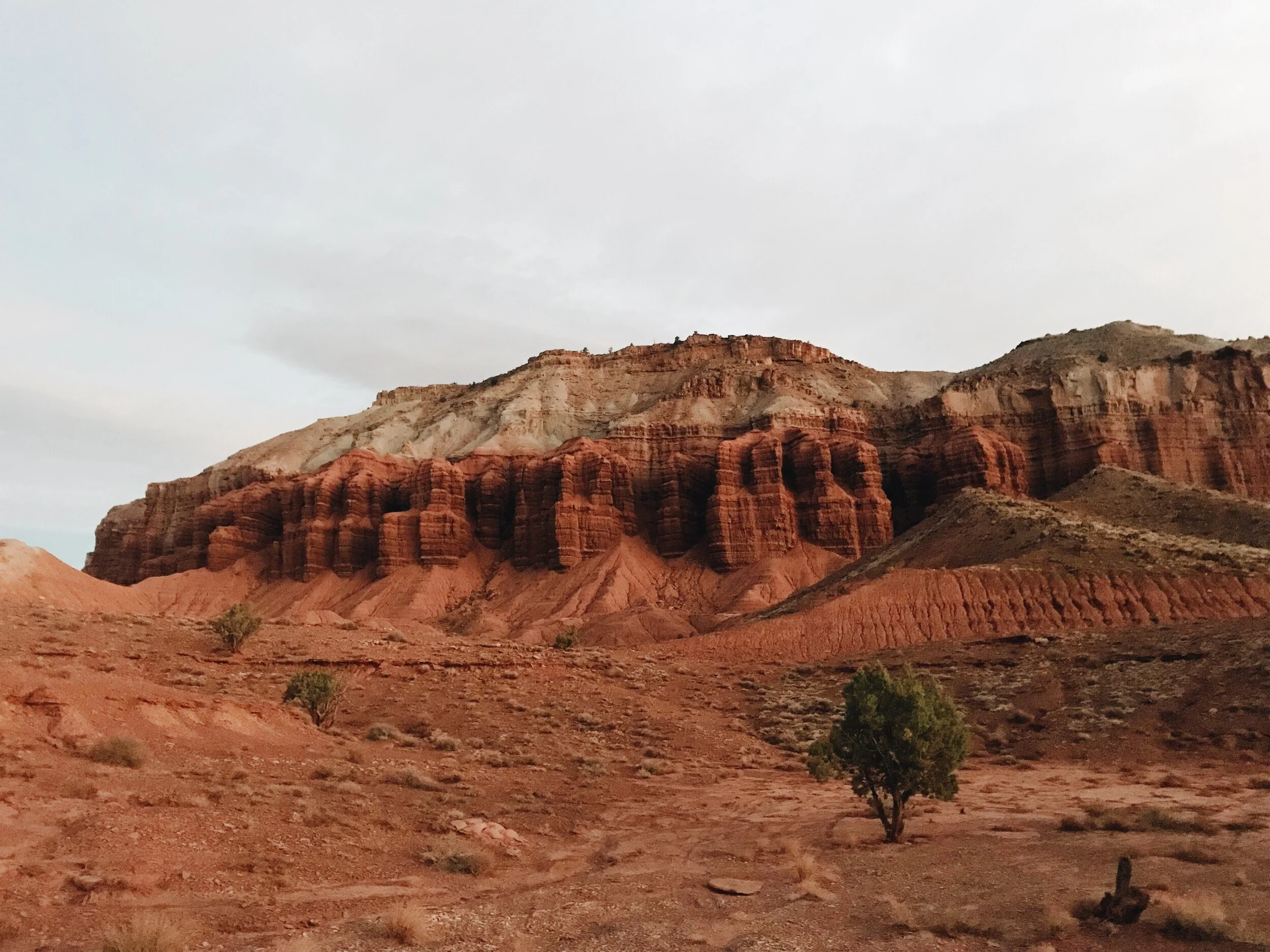 Capitol Reef Tree & Cliffs Autumn 2018.jpeg