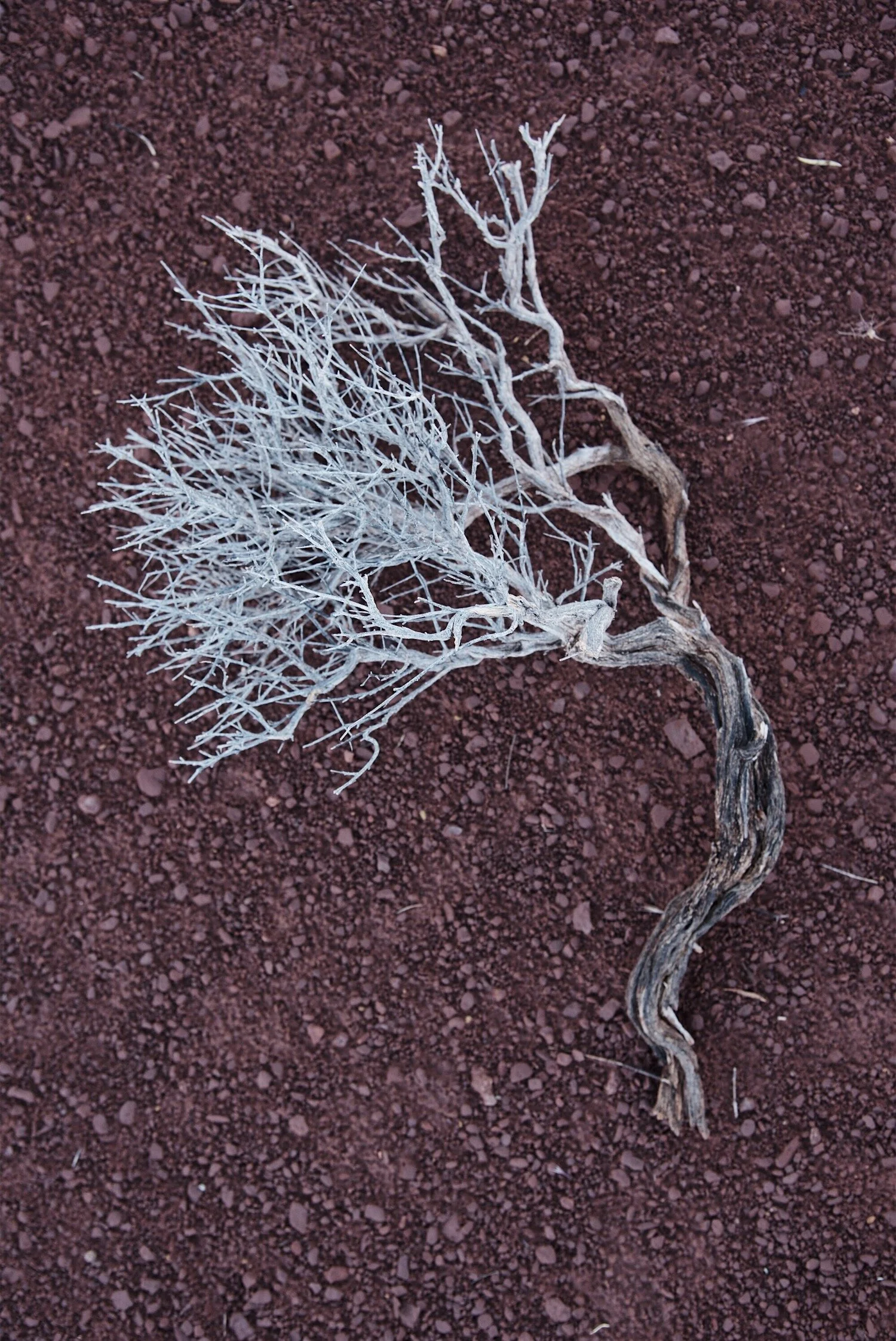 Desert Dried Sage Brush.jpeg