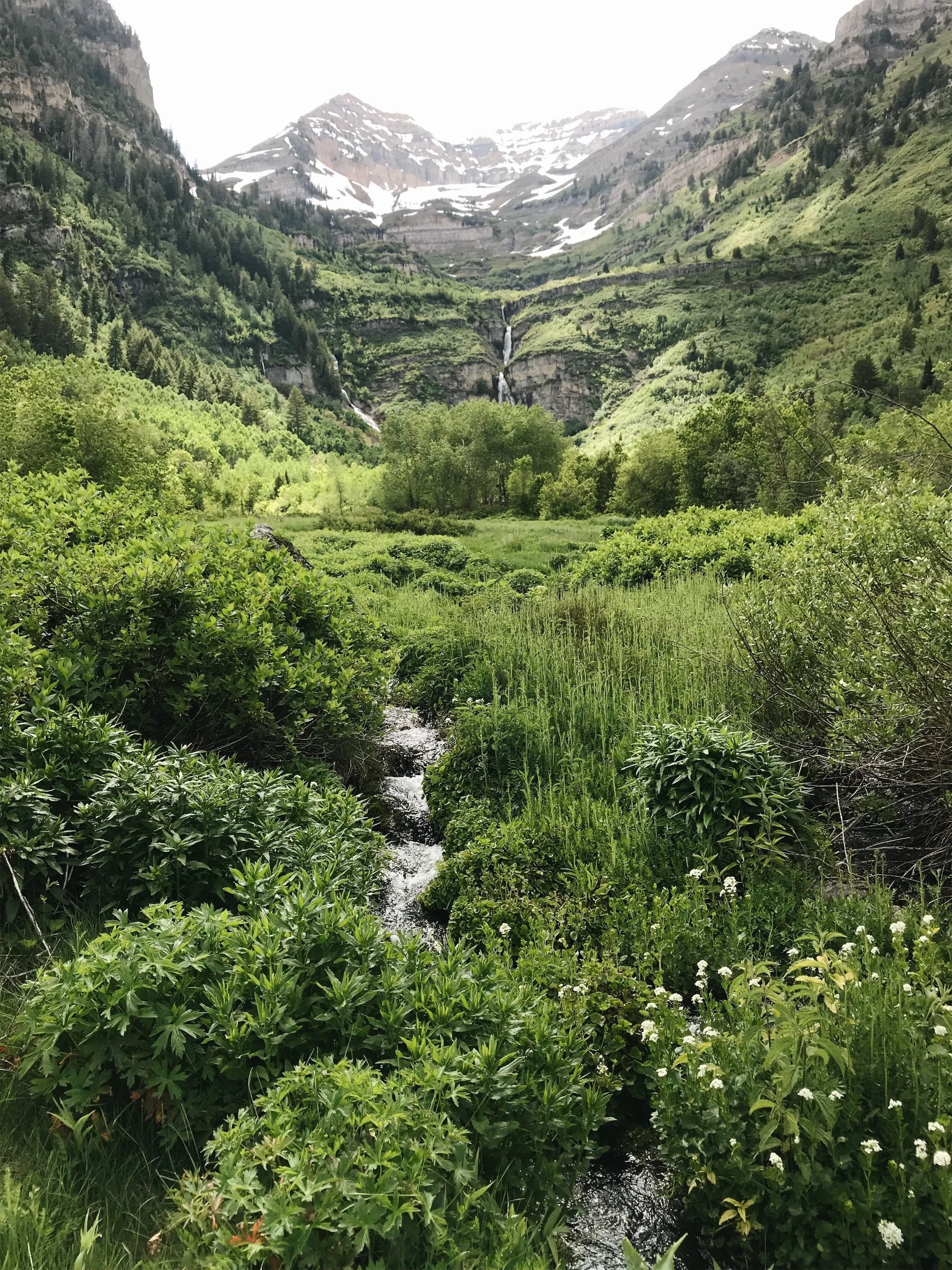 Timpanogos Meadow Spring 2019.jpeg