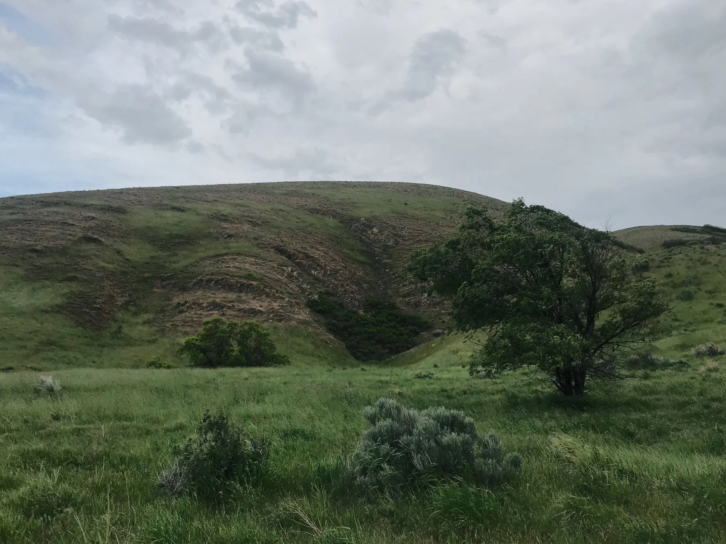 Foothills Tree Spring 2019.jpeg