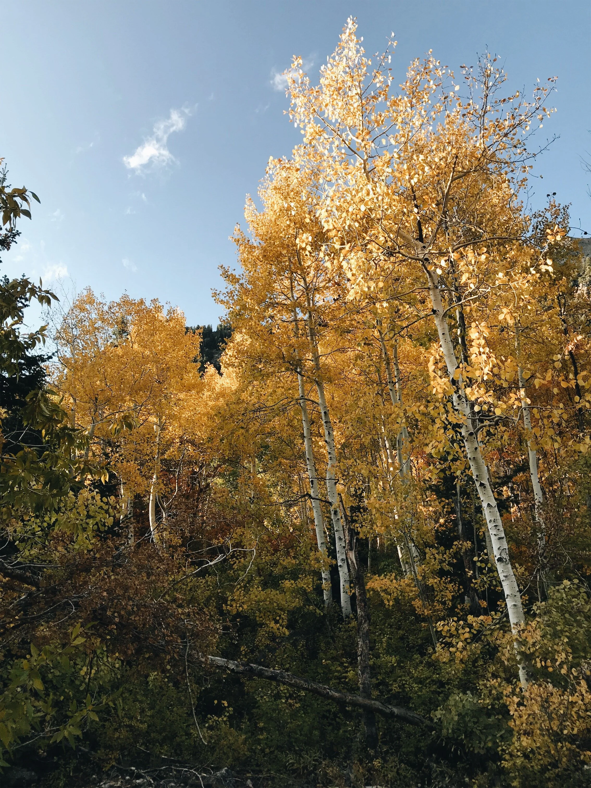 Autumn_LCC_Aspens2_AMV.jpeg