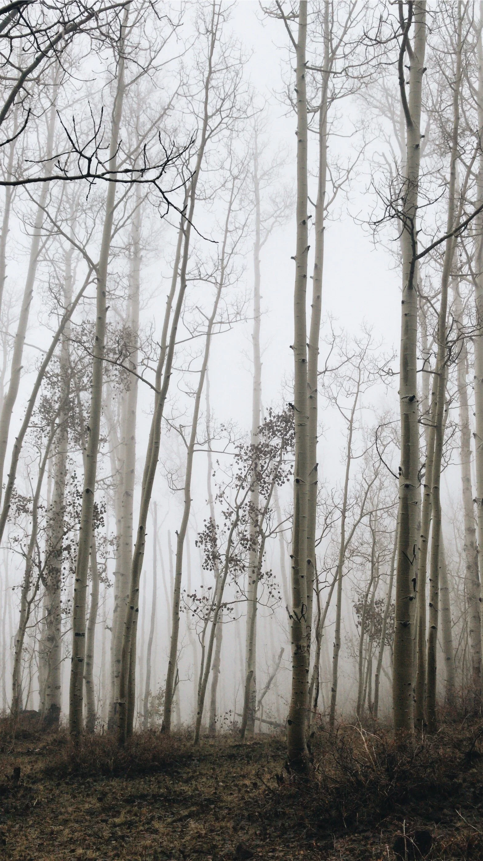 Fog & Aspens Autumn 2018.jpeg