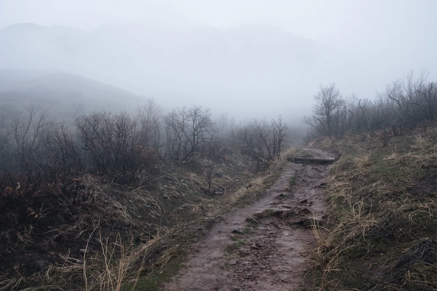 Foothills Foggy Trail Spring 2019.jpeg