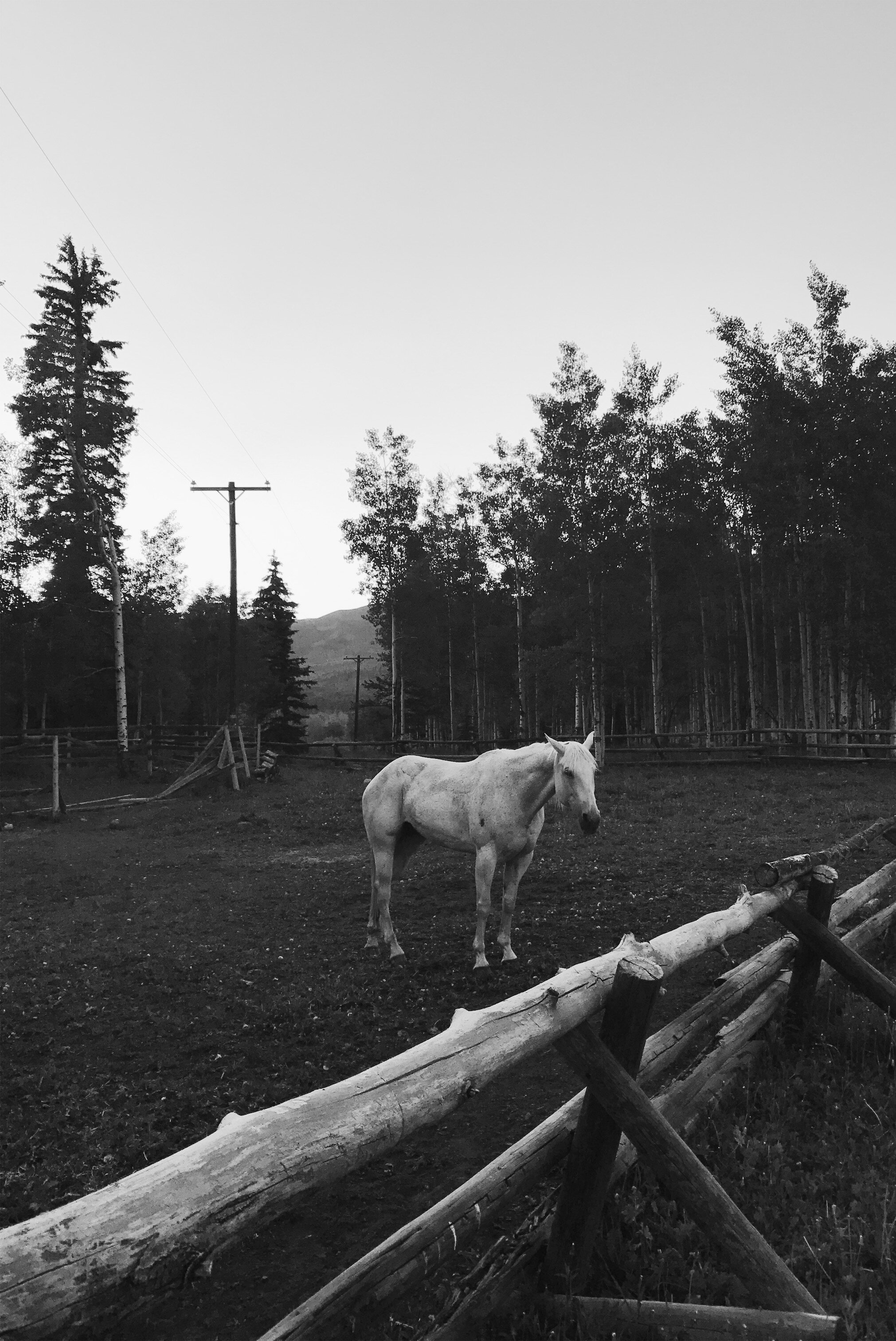 Weber Cabin Horse B&W.jpeg