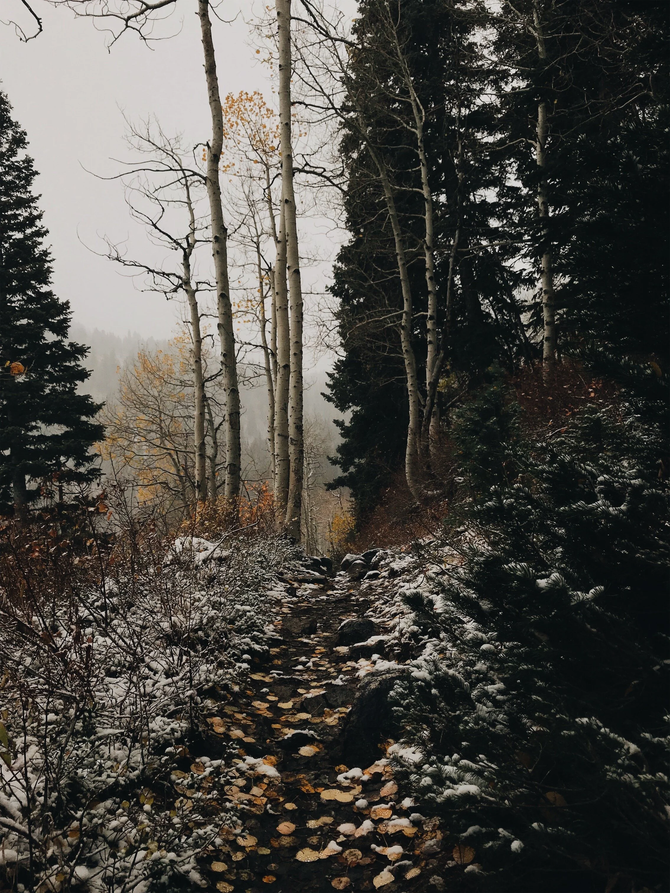 White Pine 2 Autumn 2018.jpeg