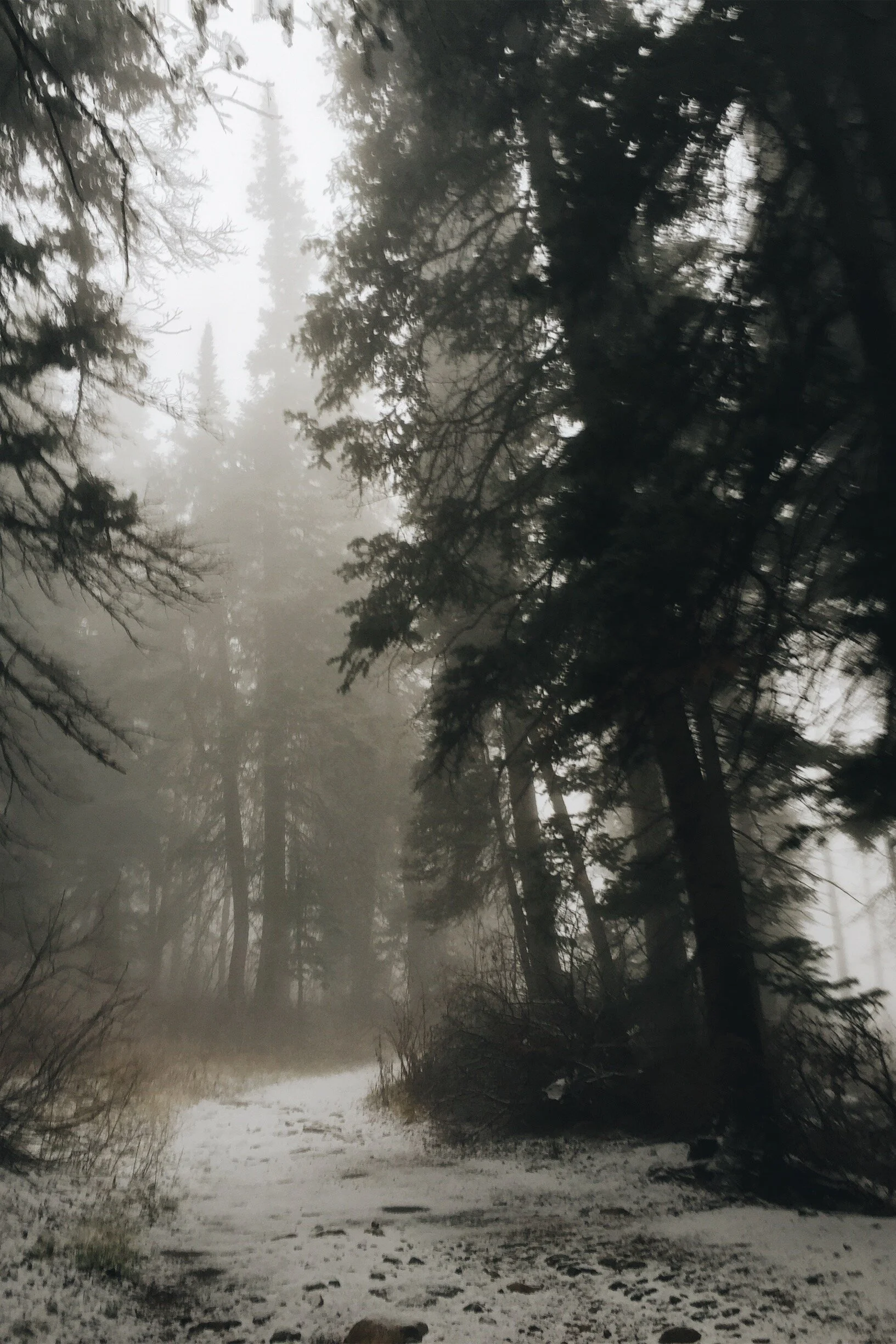 White Pine Wintry Pines.jpeg