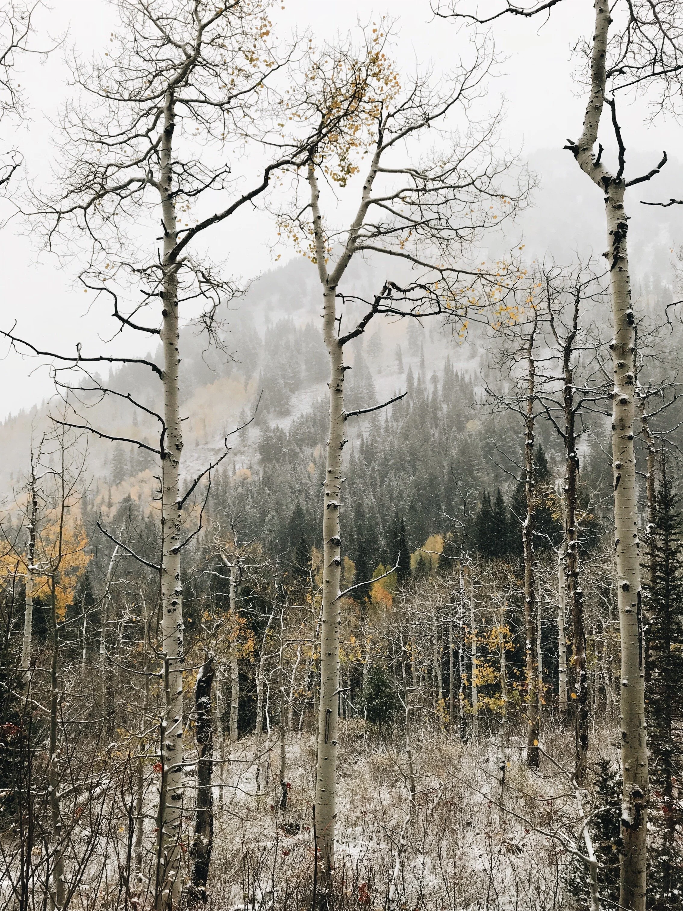 Whitepine Autumn Aspens 2018.jpeg