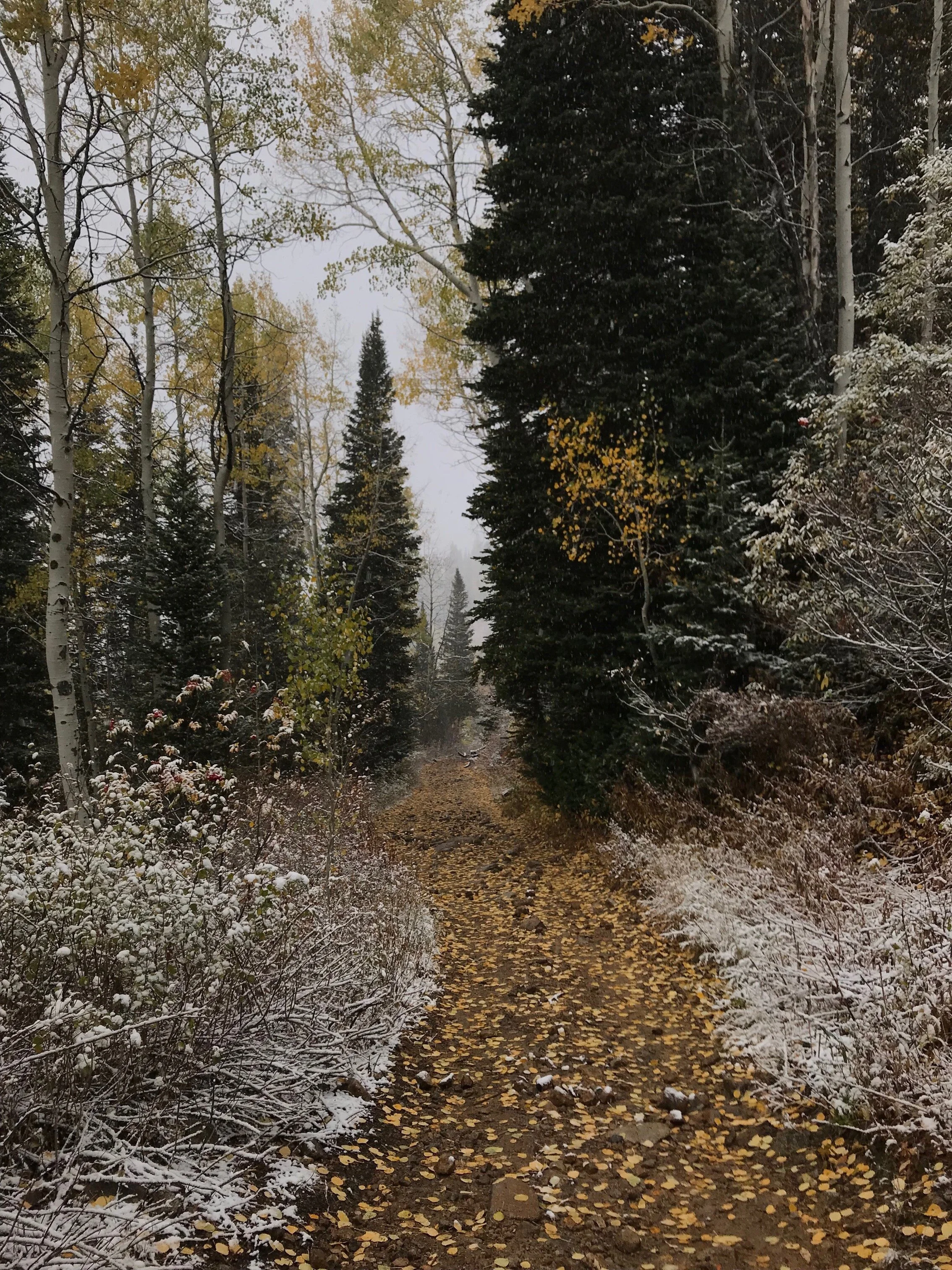 White Pine 1 Autumn 2018.jpeg