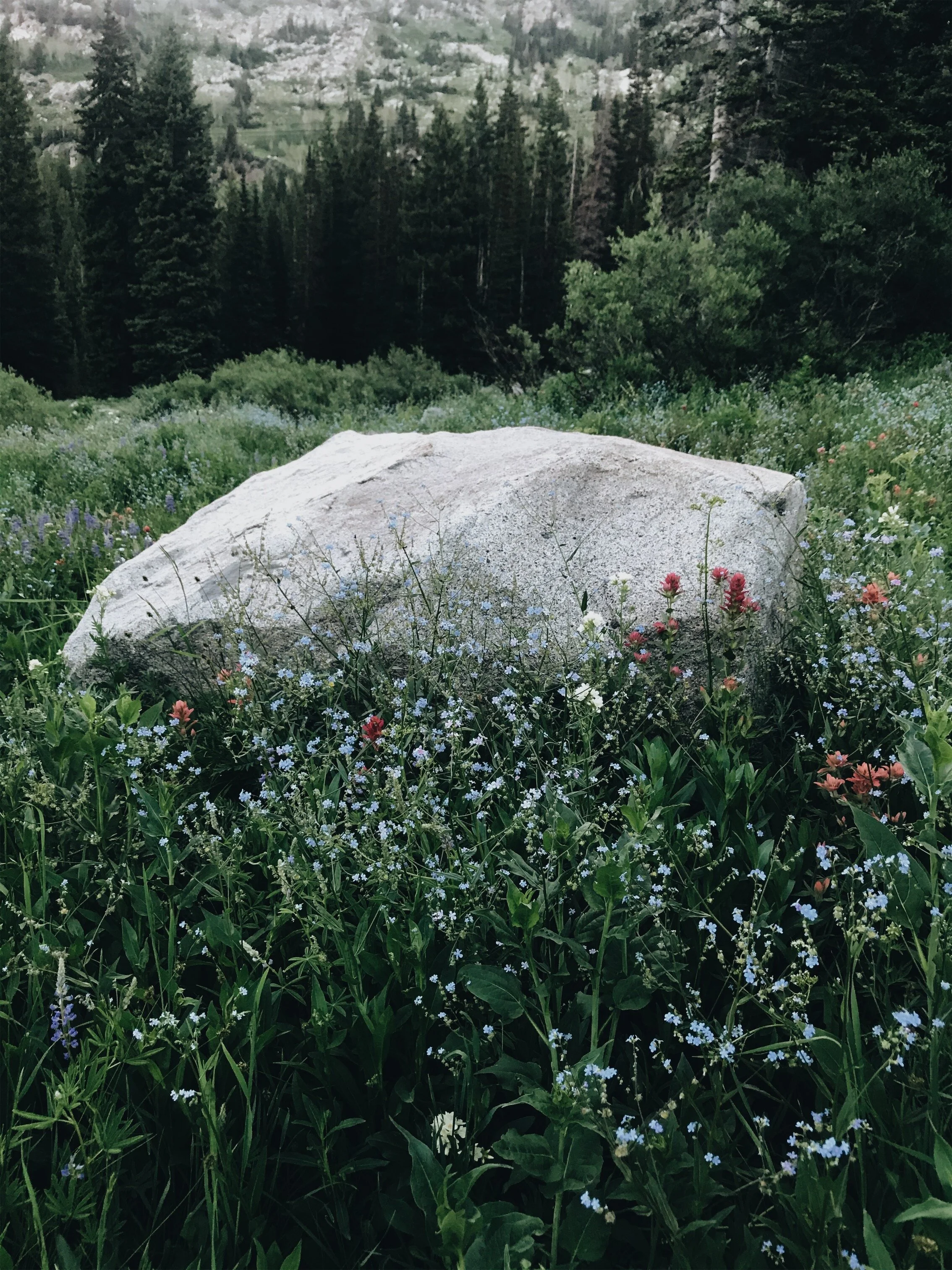 Albion_Basin_Wildflowers_Rock_July2020_AMV.jpeg