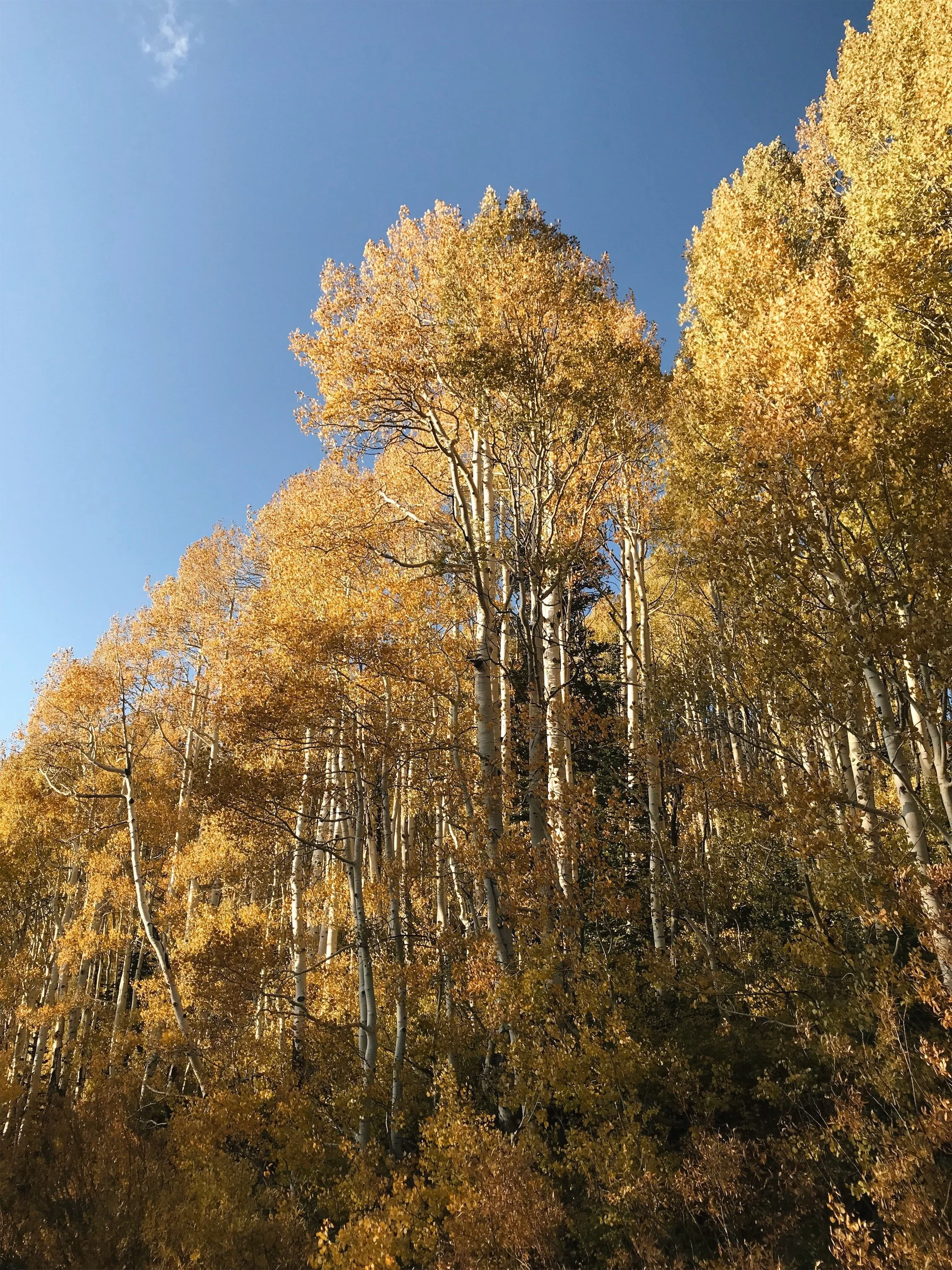 Autumn_LCC_Aspens1_AMV.jpeg