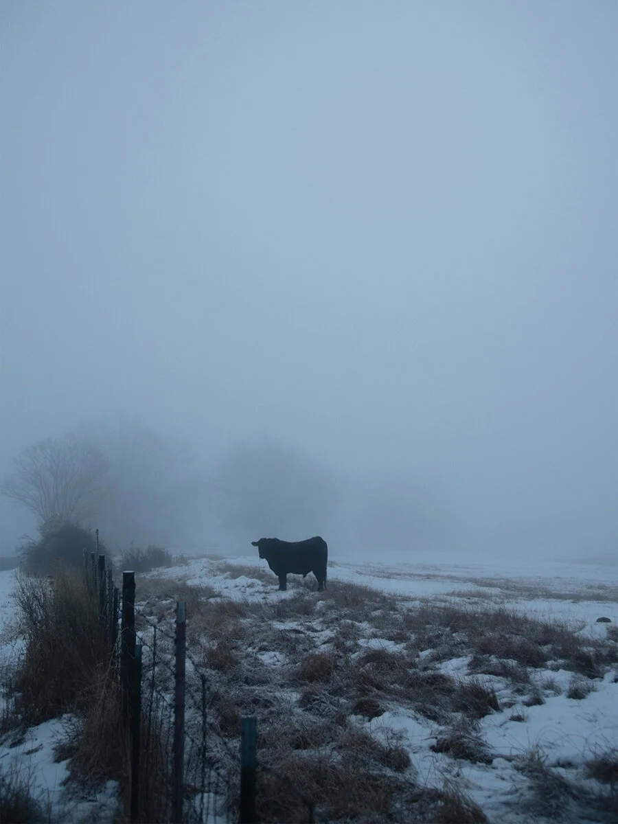 Boulder Winter Fog Cow Winter 2017.jpeg