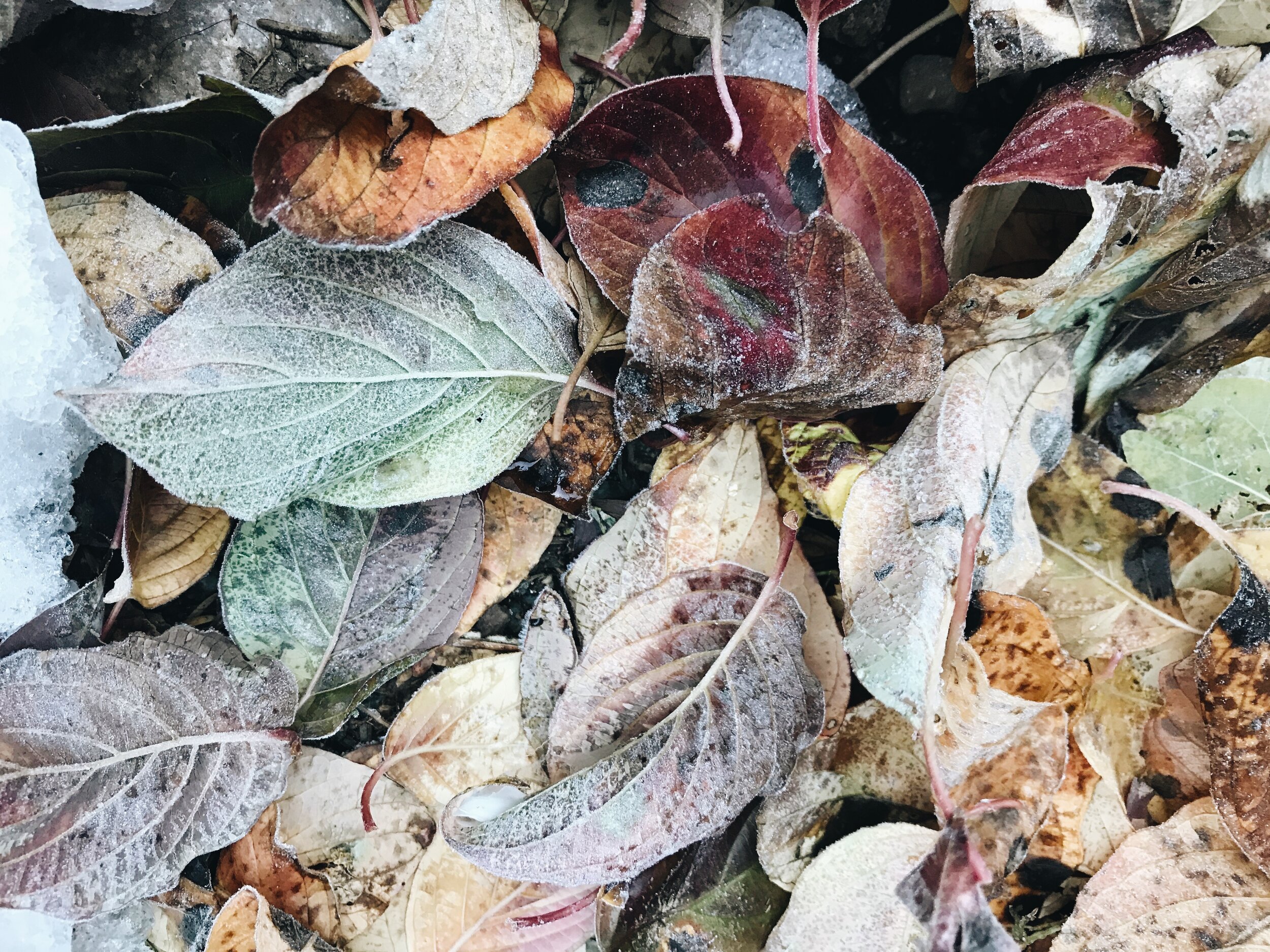 October: How Elegant Is The Falling