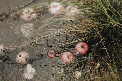 Let It Ripen. Let It Fall. Let It Be.