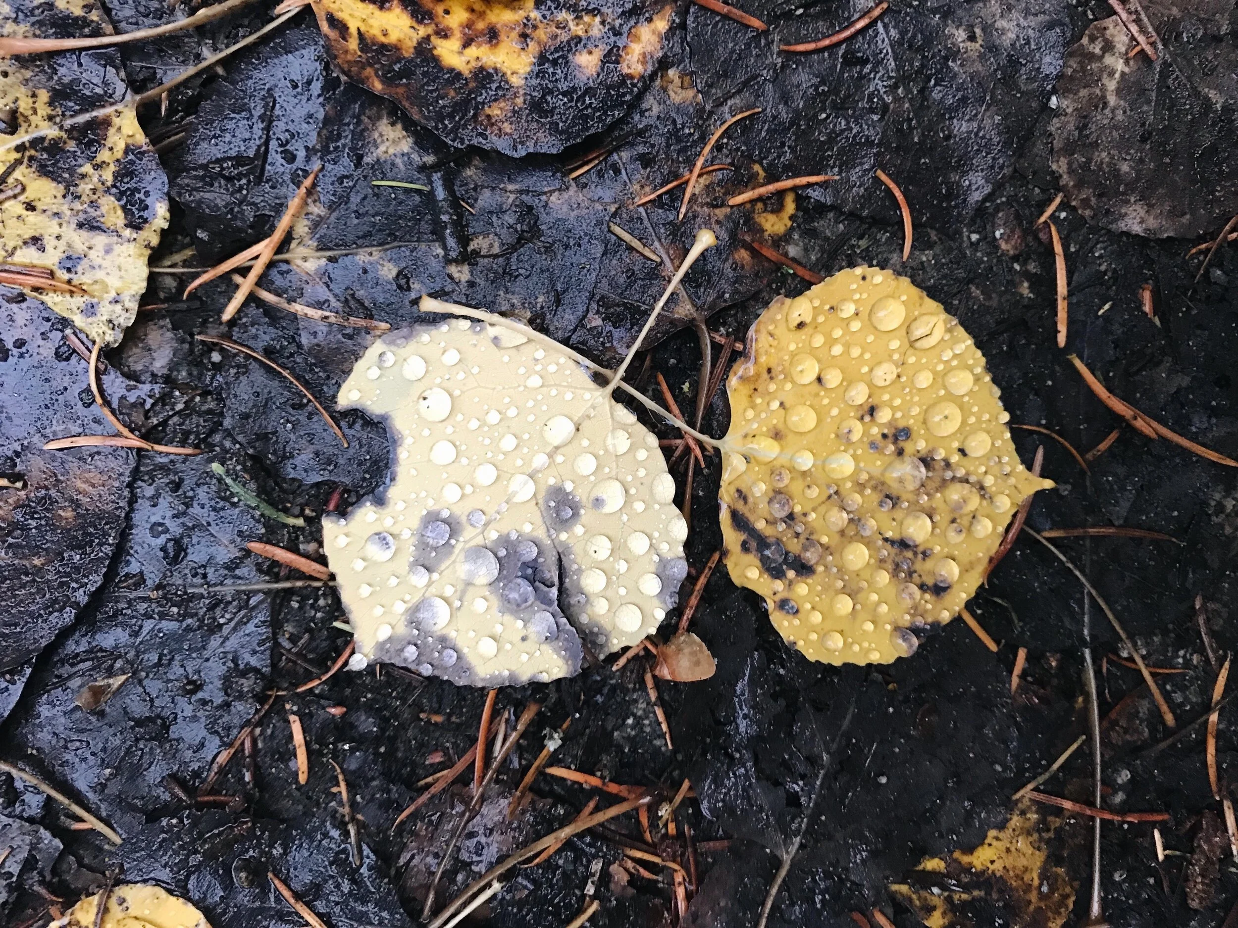 Grief is Grief Like Love is Love