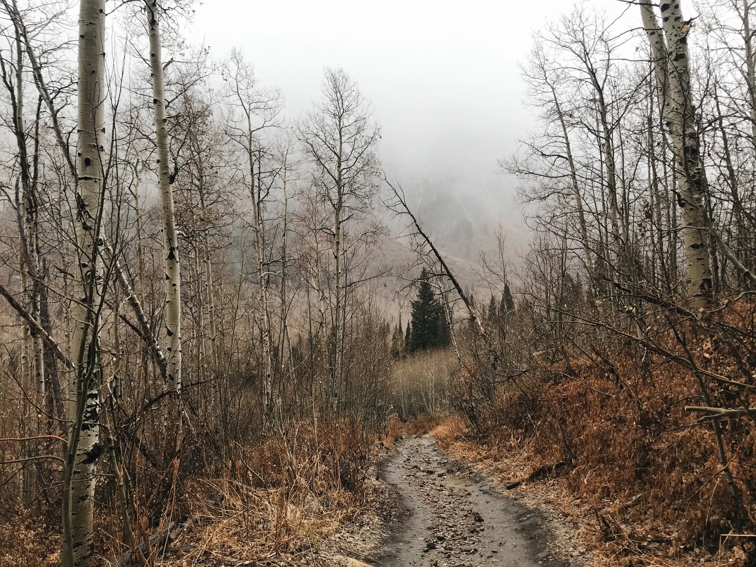 White Pine Misty Path.jpg