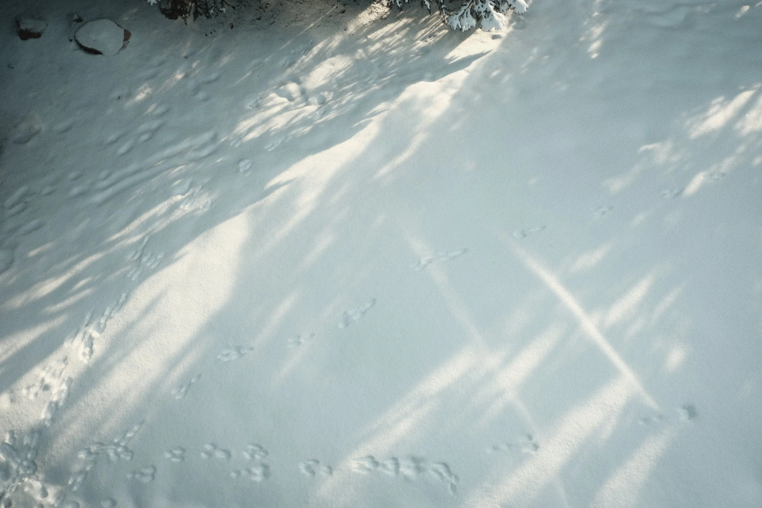 Winter: Heavy Growth In The Mountain